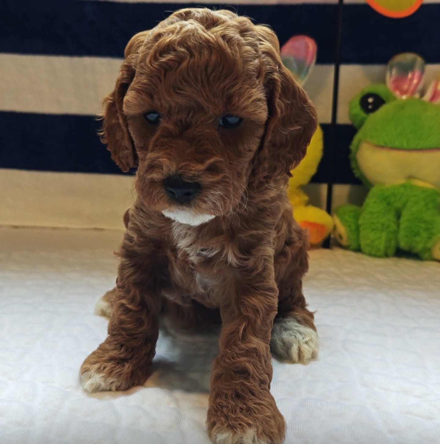June (Miniature Goldendoodle-Cavapoo) – Cavapoo, Miniature Goldendoodle puppy for sale in Dallas, TX