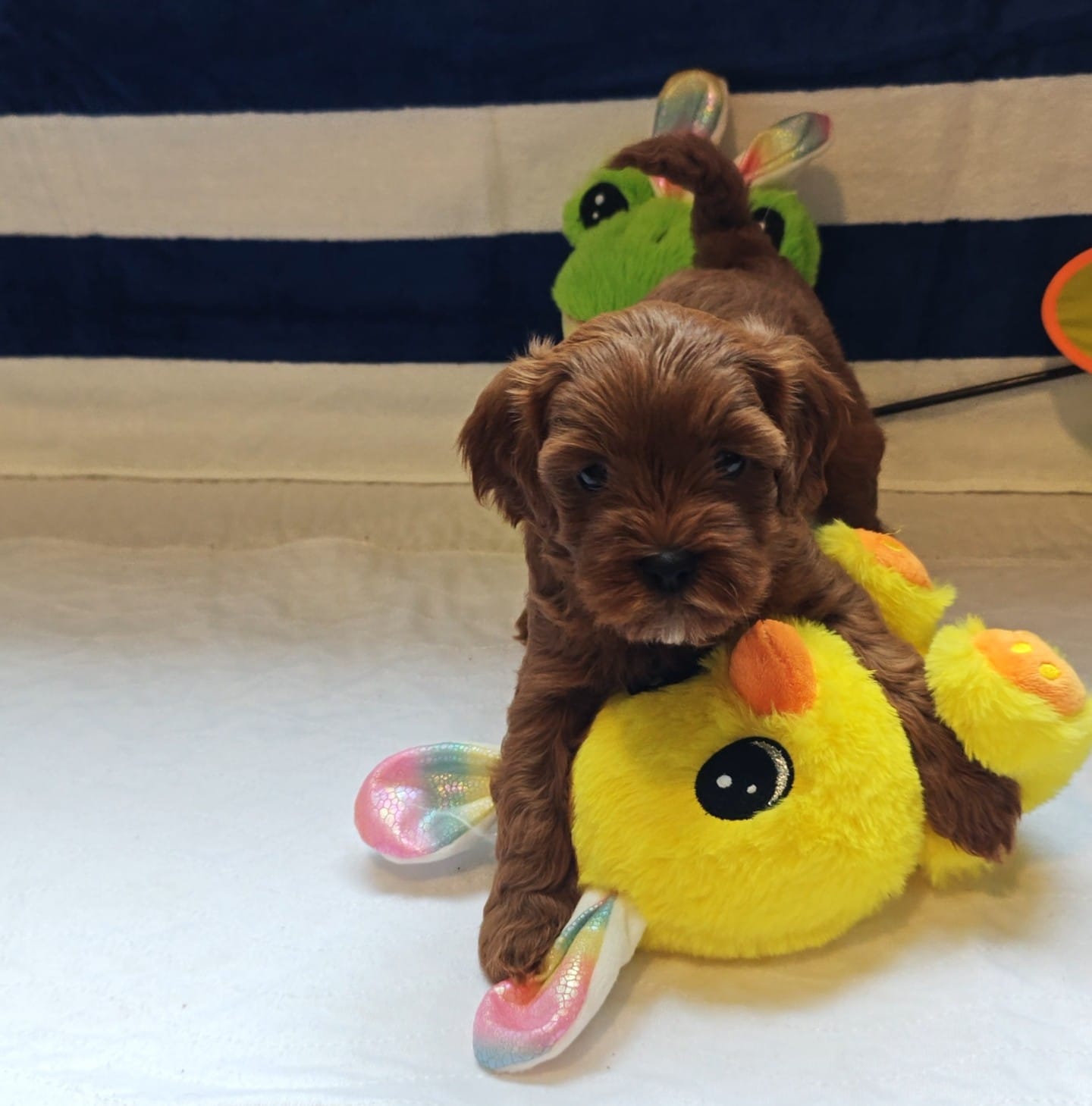 Julia (Miniature Goldendoodle-Cavapoo) – Cavapoo, Miniature Goldendoodle puppy for sale in Dallas, TX