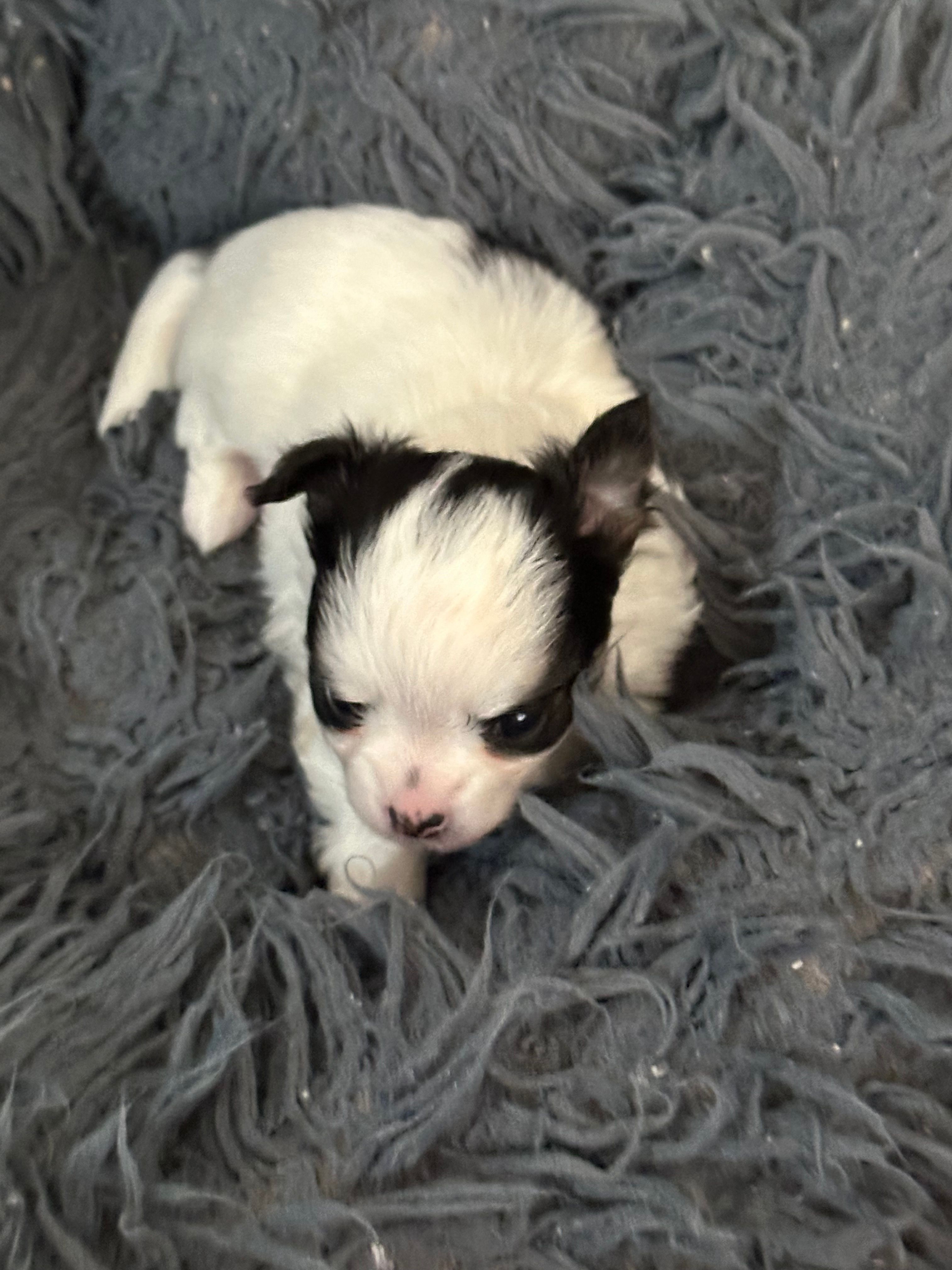 Olive – Chihuahua puppy for sale in Rye, NH