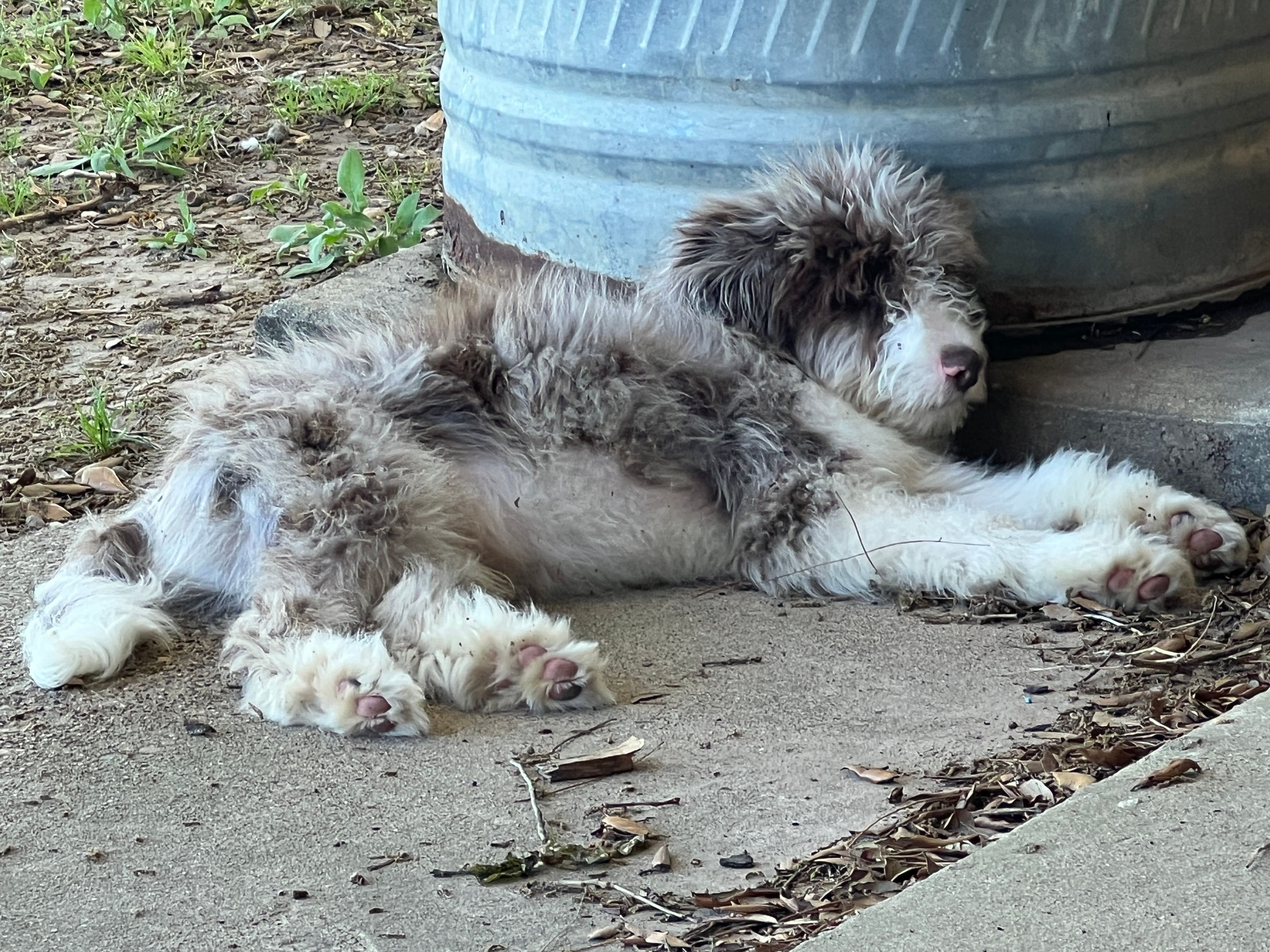 Rocky – Aussiedoodle puppy for sale in Madisonville, TX
