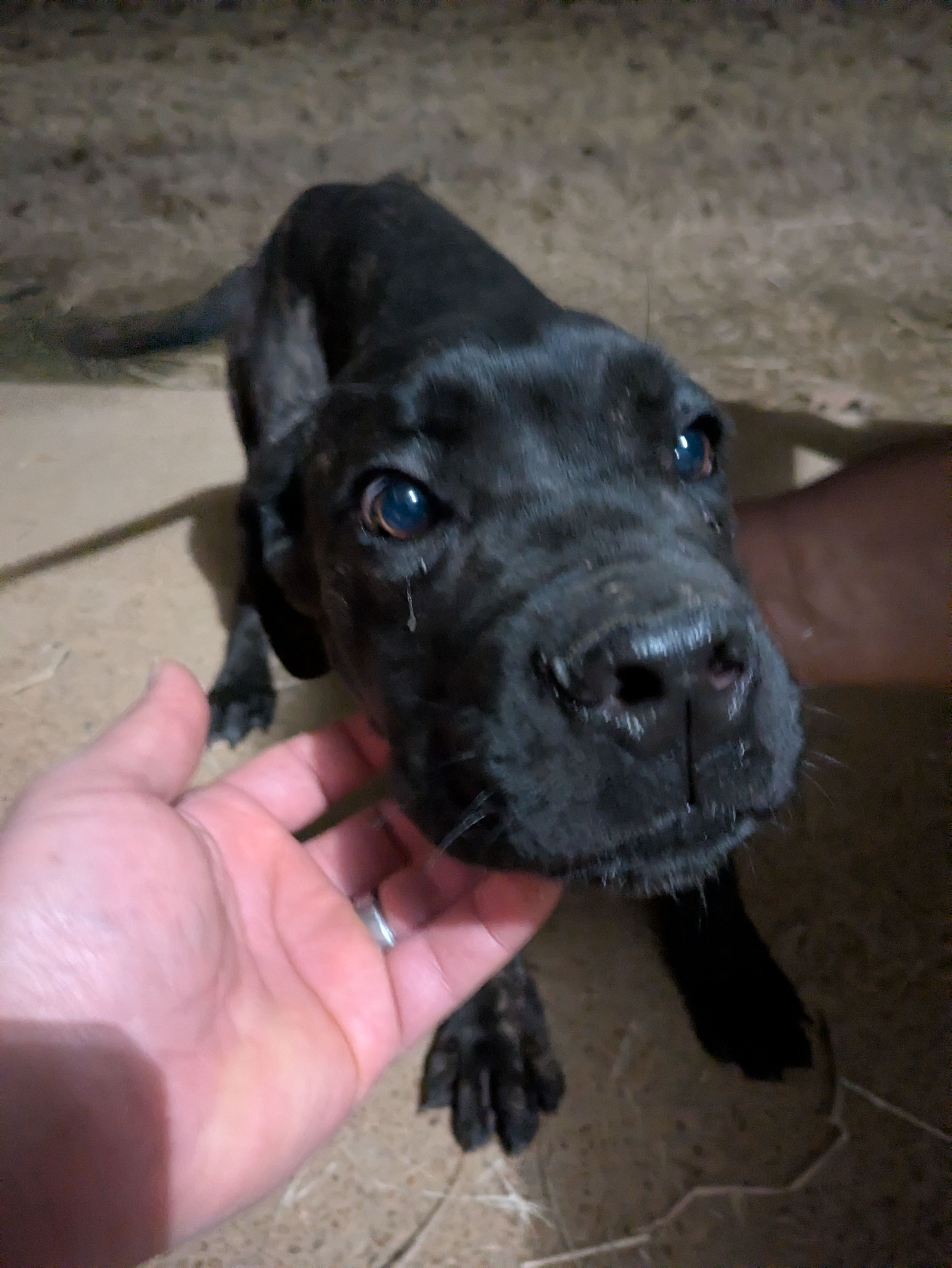 Mary – Cane Corso puppy for sale in Olive Branch, MS