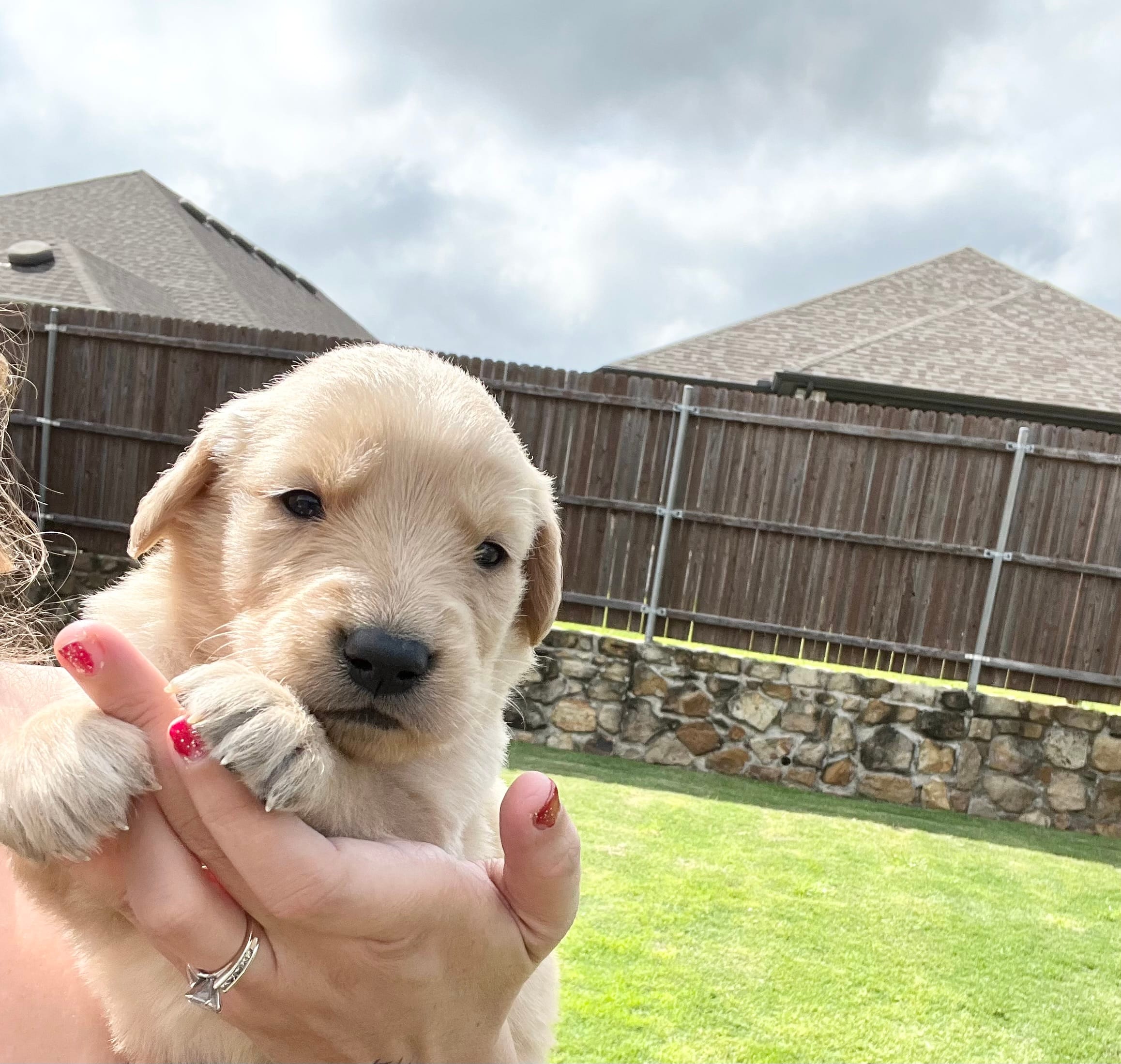 AKC GOOSE – Golden Retriever puppy for sale in Rockwall, TX
