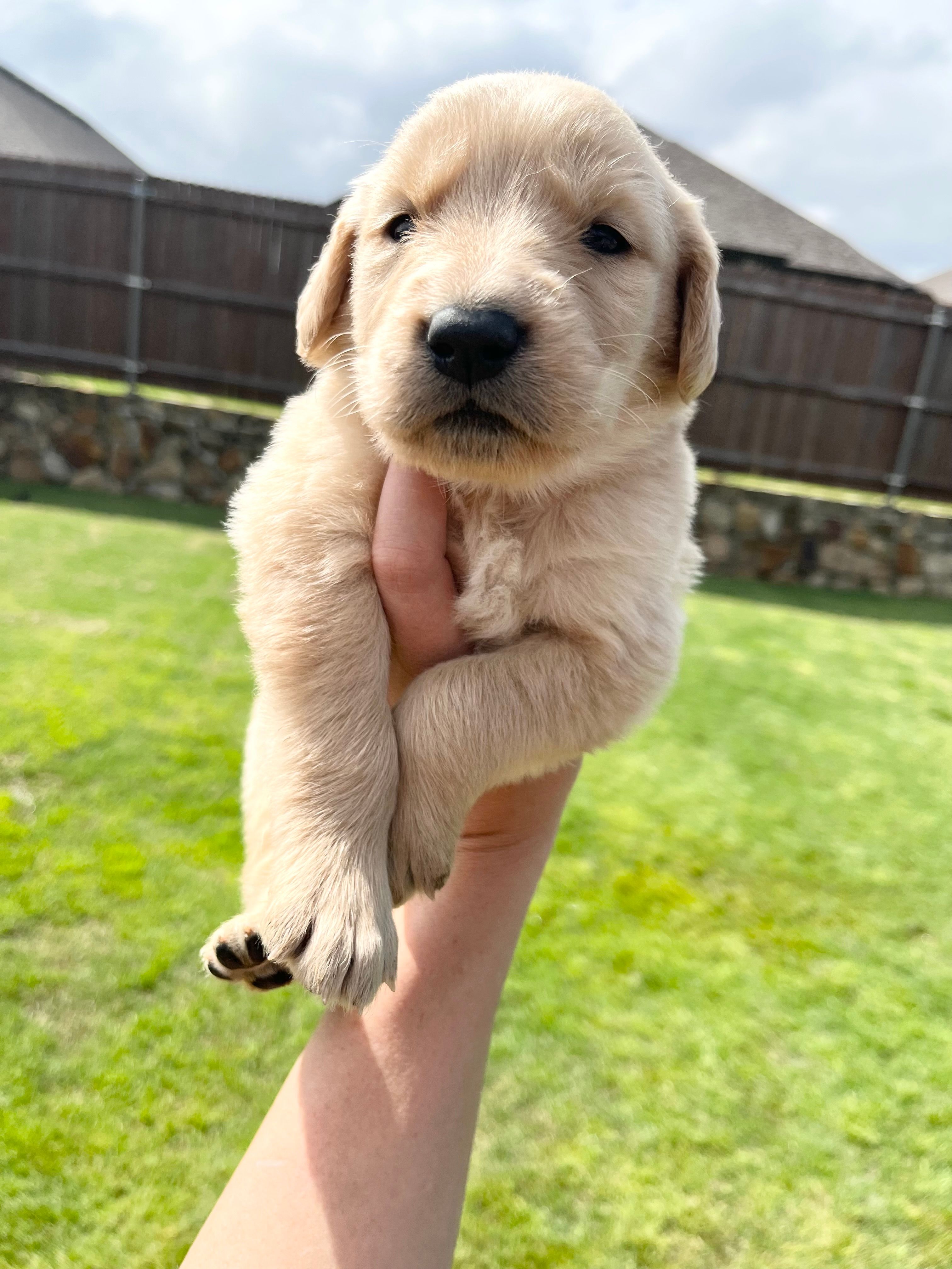 AKC EUROPEAN ENGLISH CREAM  – English Cream Golden Retriever puppy for sale in Rockwall, TX