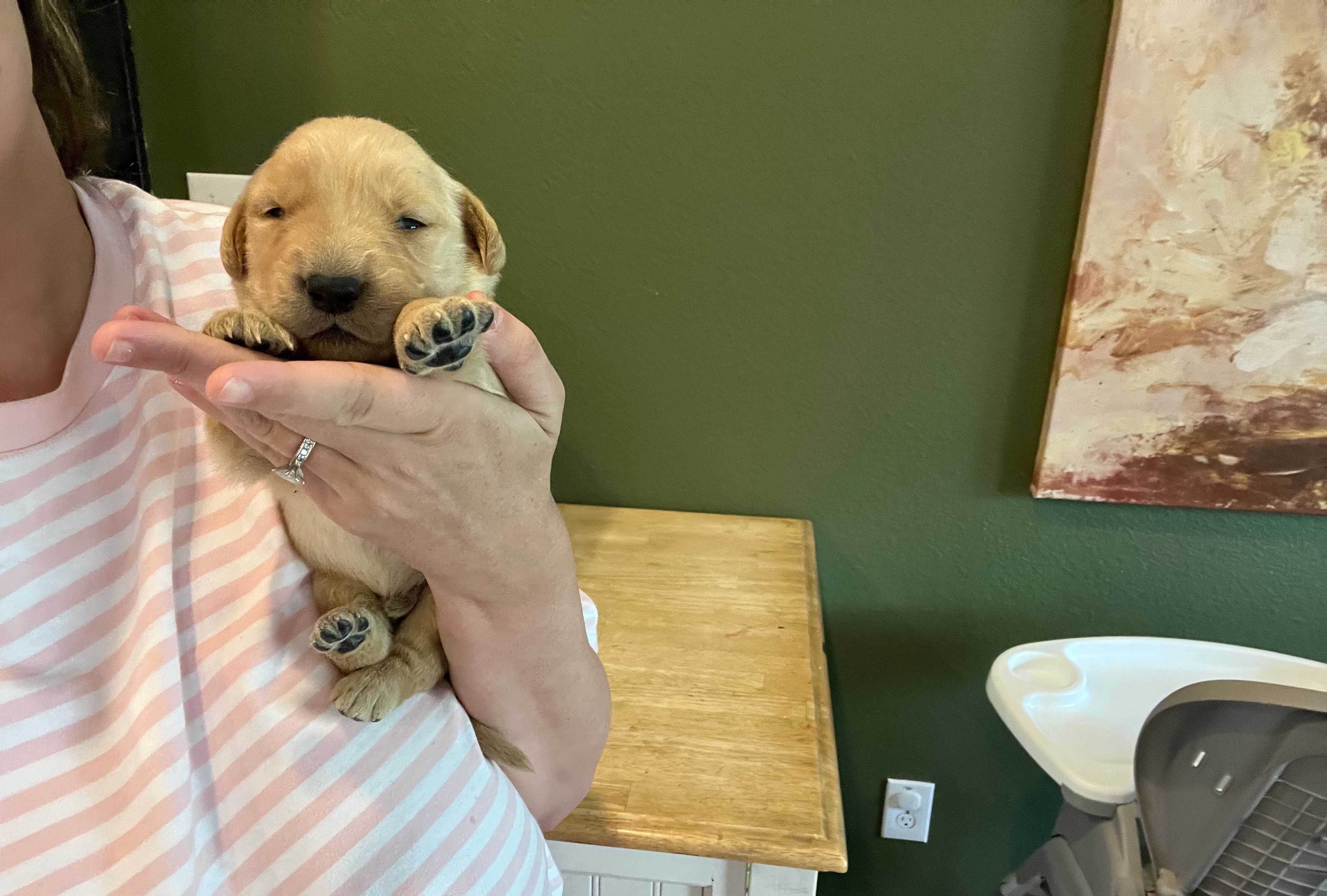 AKC GOLDILOCKS – Golden Retriever puppy for sale in Rockwall, TX