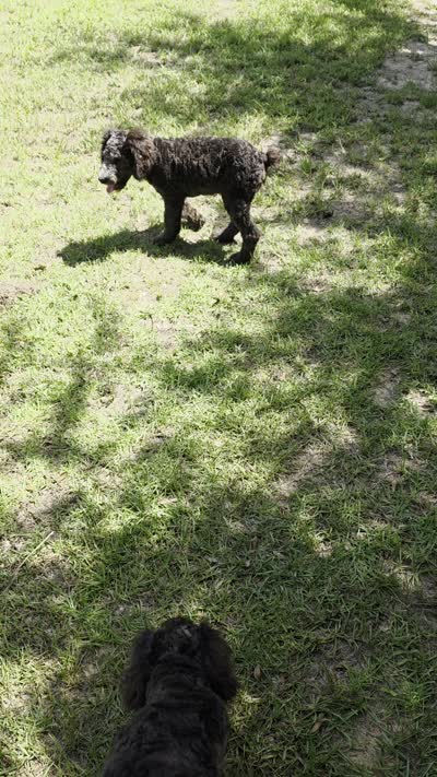 Abby, a female Poodle - Standard  for sale in Troy, AL – 4 of 5