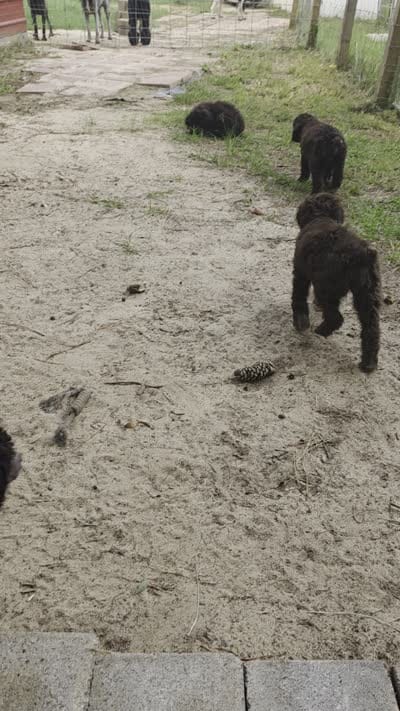 Ava, a female Poodle - Standard  for sale in Troy, AL – 2 of 4