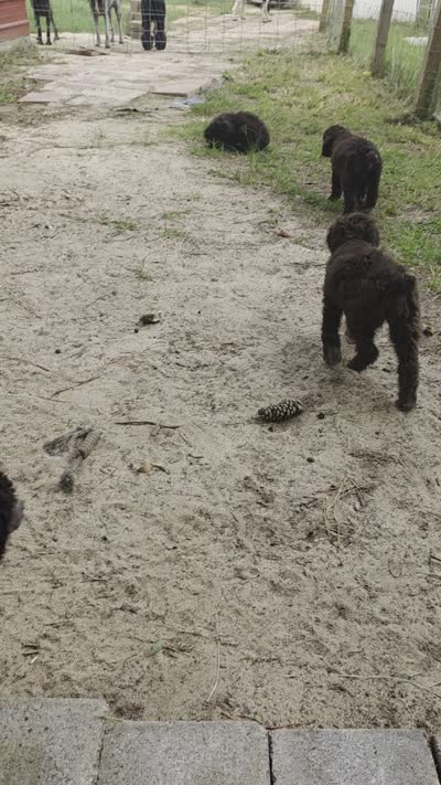 Abby, a female Poodle - Standard  for sale in Troy, AL – 2 of 5