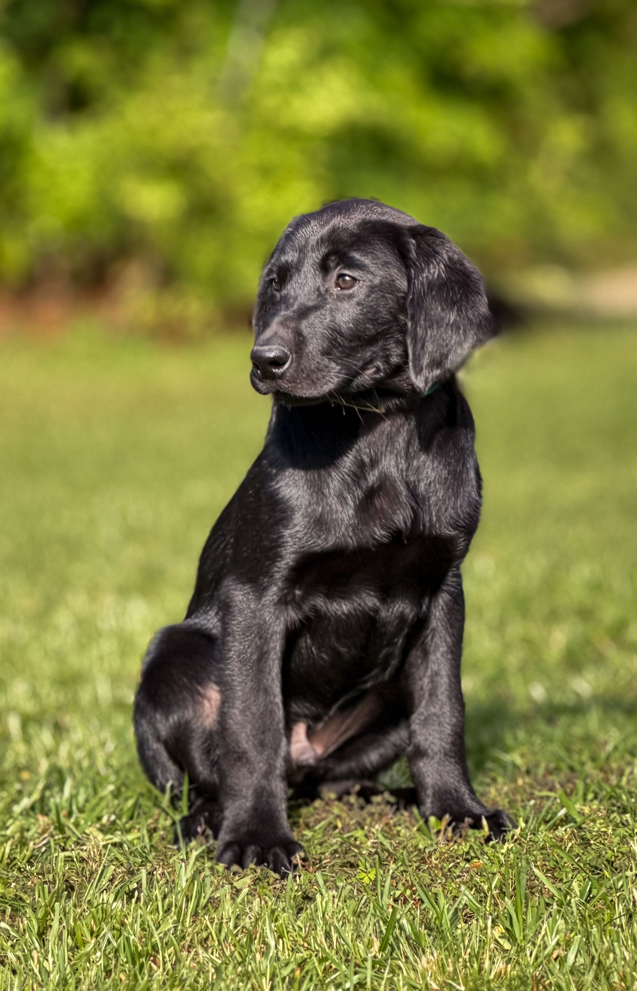 Green – Labrador Retriever puppy for sale in Franklinton, LA