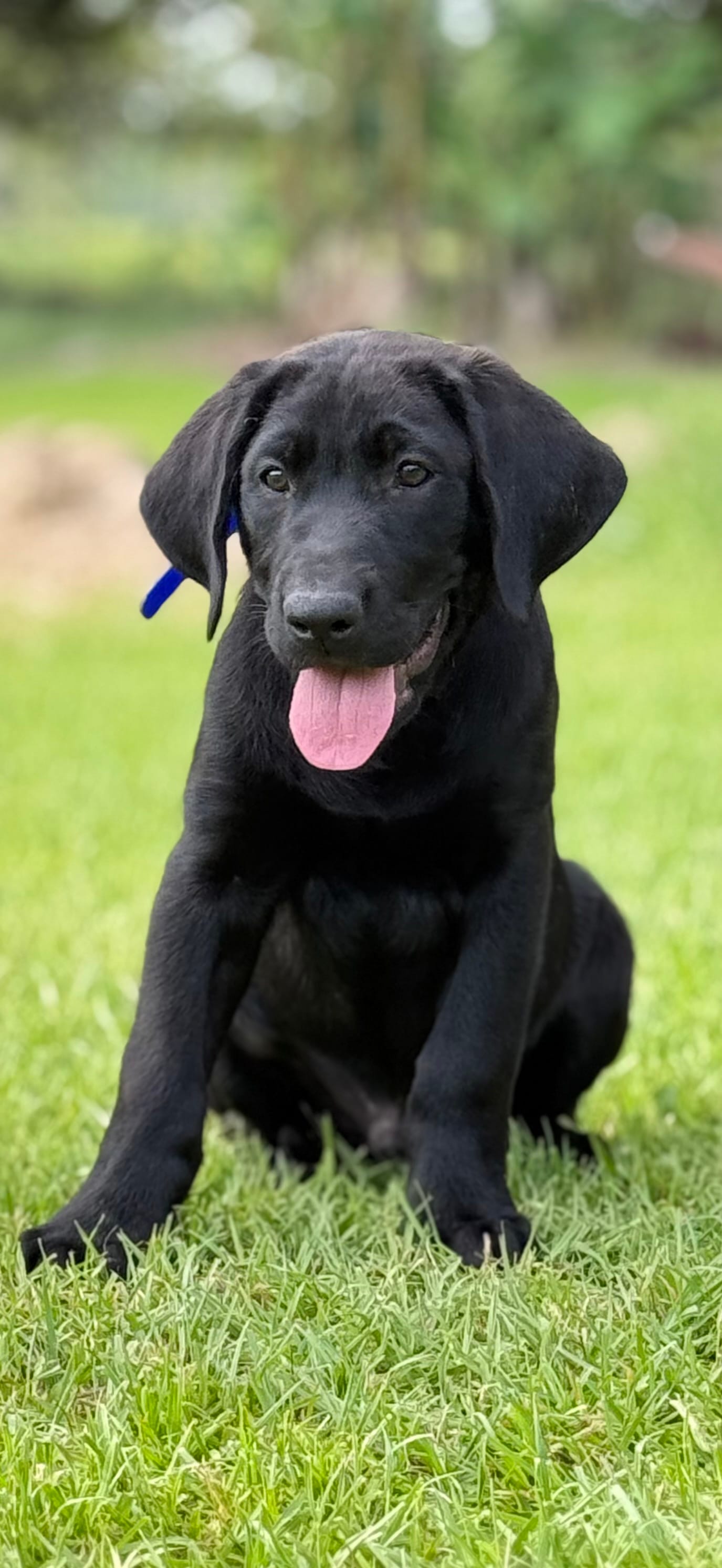Blue – Labrador Retriever puppy for sale in Franklinton, LA
