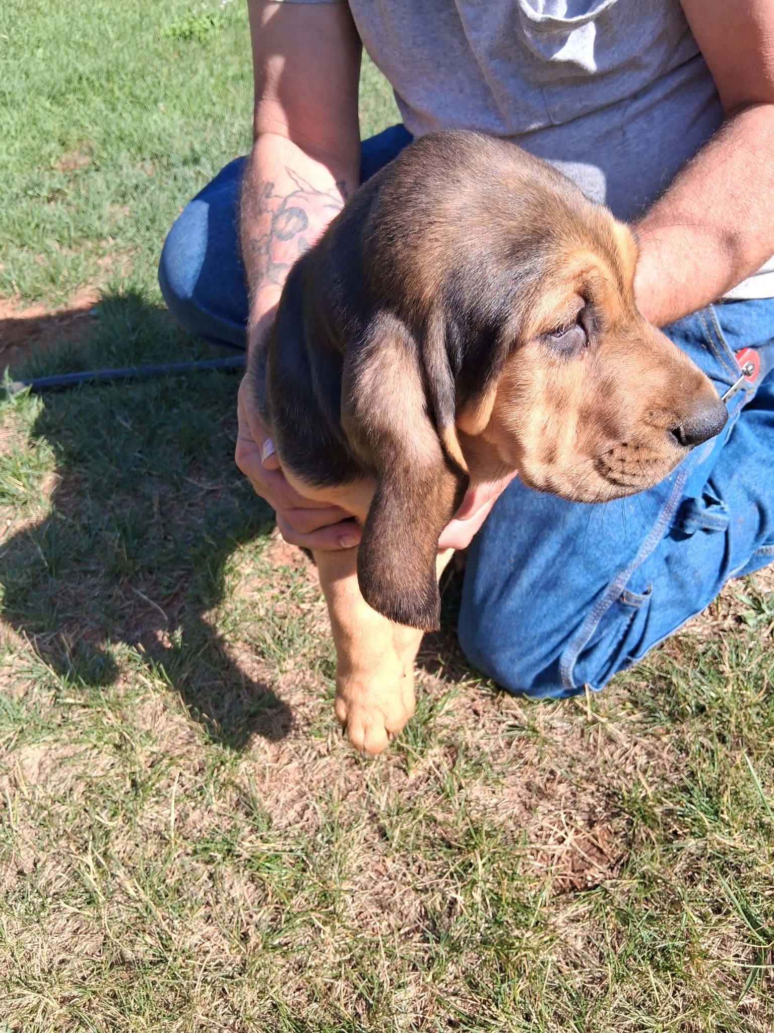 Bloodhound female  – Bloodhound puppy for sale in Columbia, SC