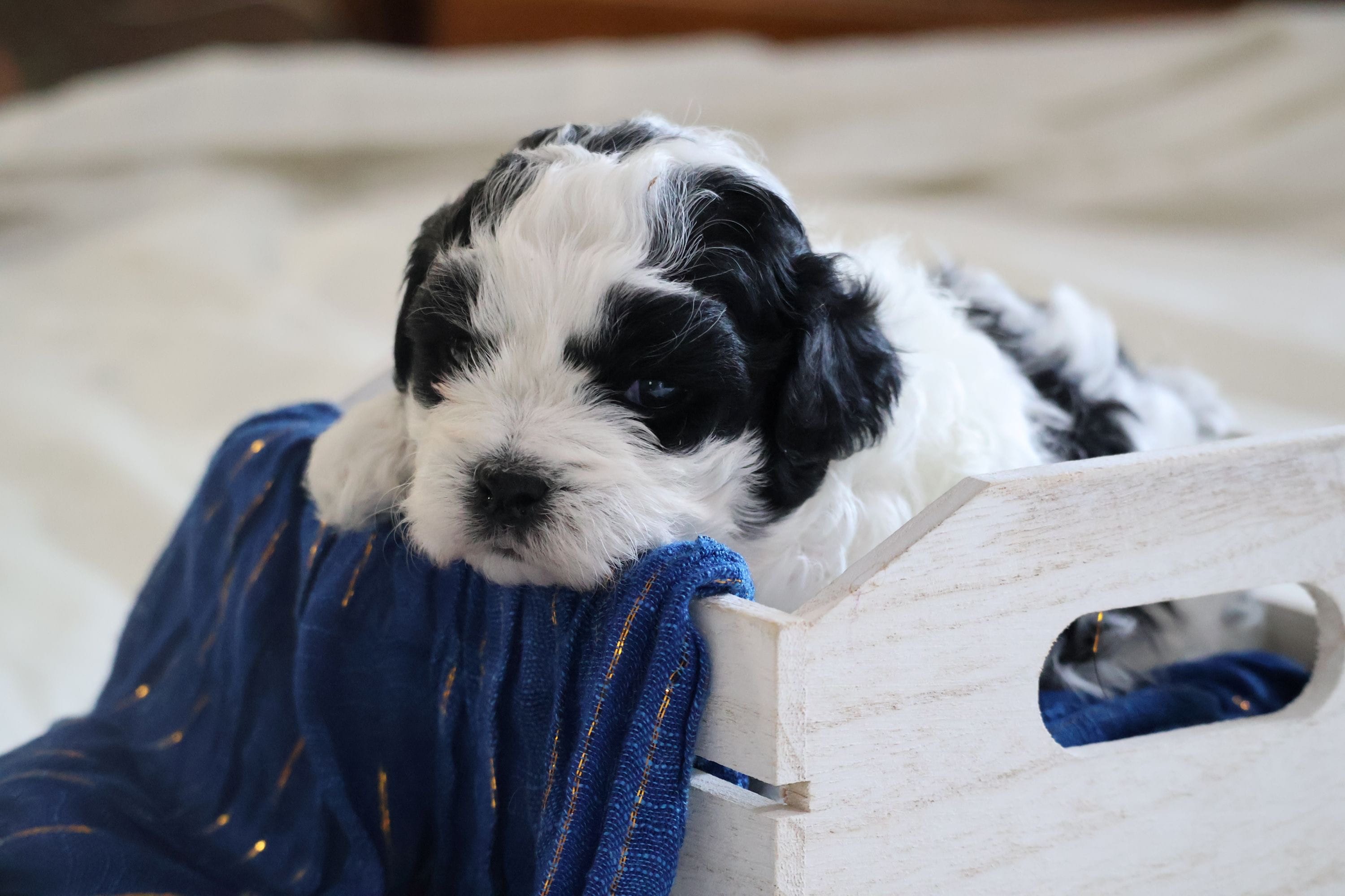 Rascal – Bichon Frise, Shih Tzu puppy for sale in Loma, CO