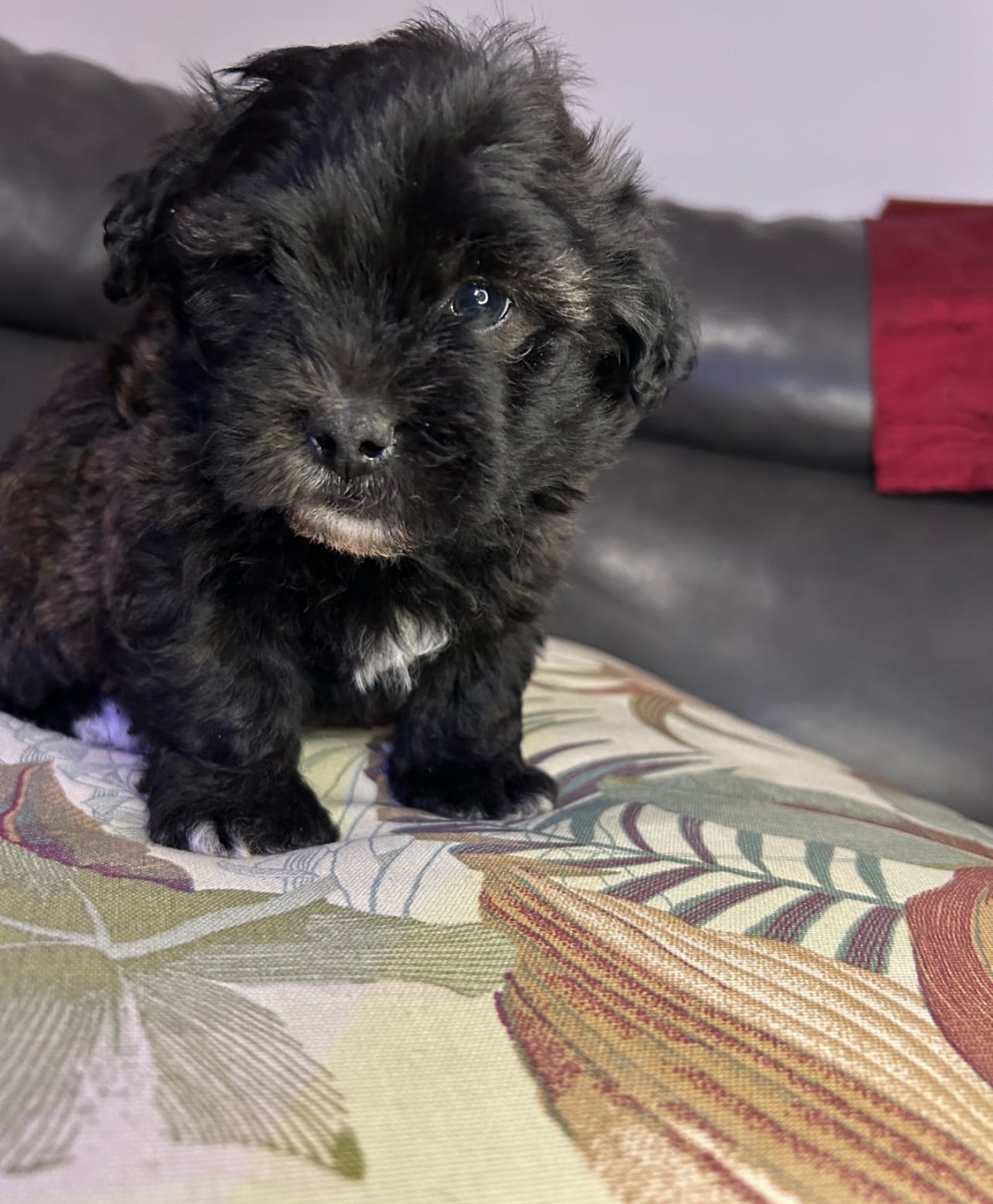 Teddy – Shih Tzu puppy for sale in New Haven, CT