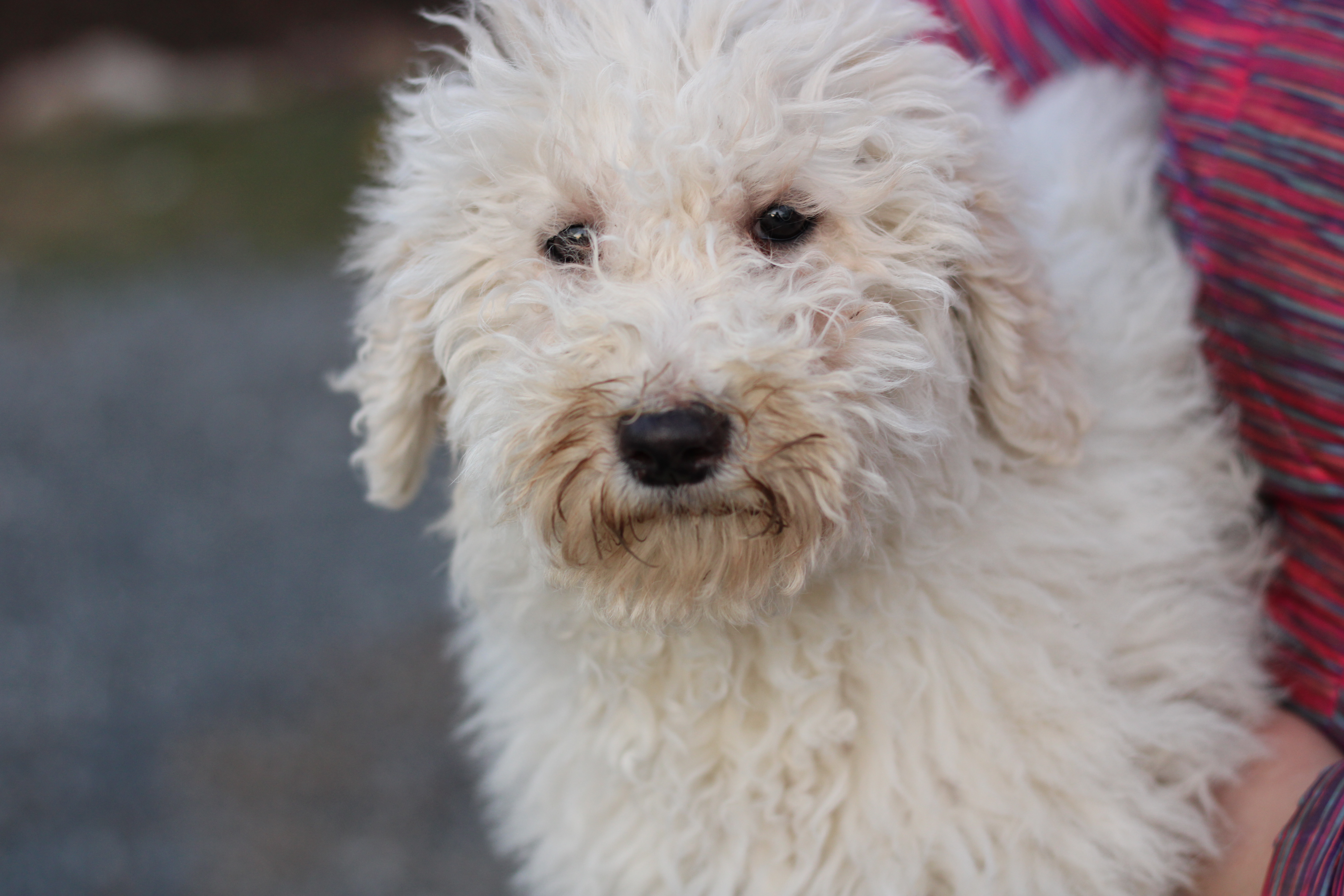 Shiloh – Labradoodle puppy for sale in Stevens, PA