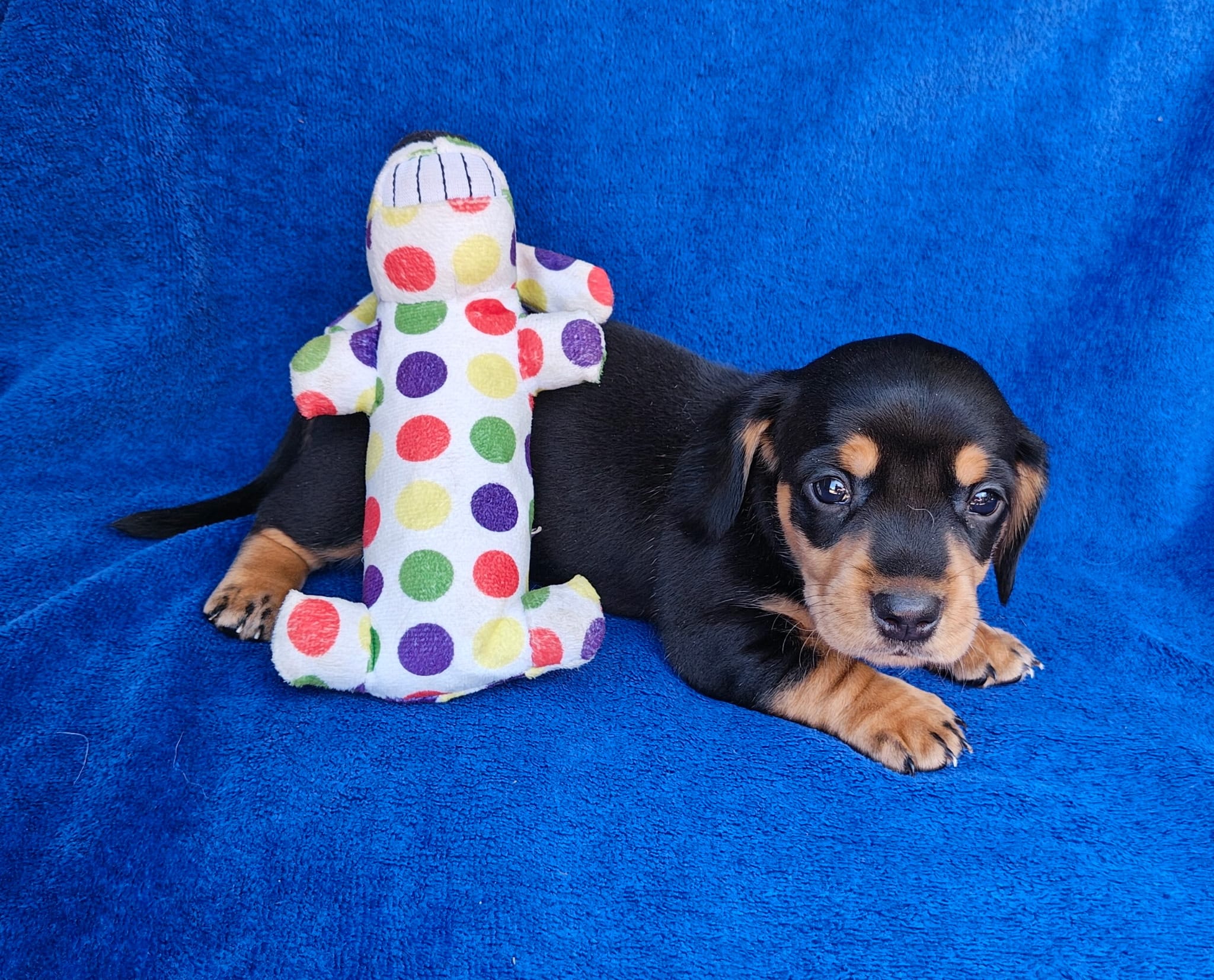 Jack – Miniature Dachshund puppy for sale in Perris, CA