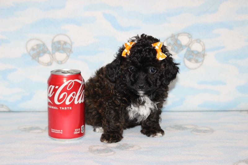 R-3 – Poodle - Toy  puppy for sale in Sabillasville, MD