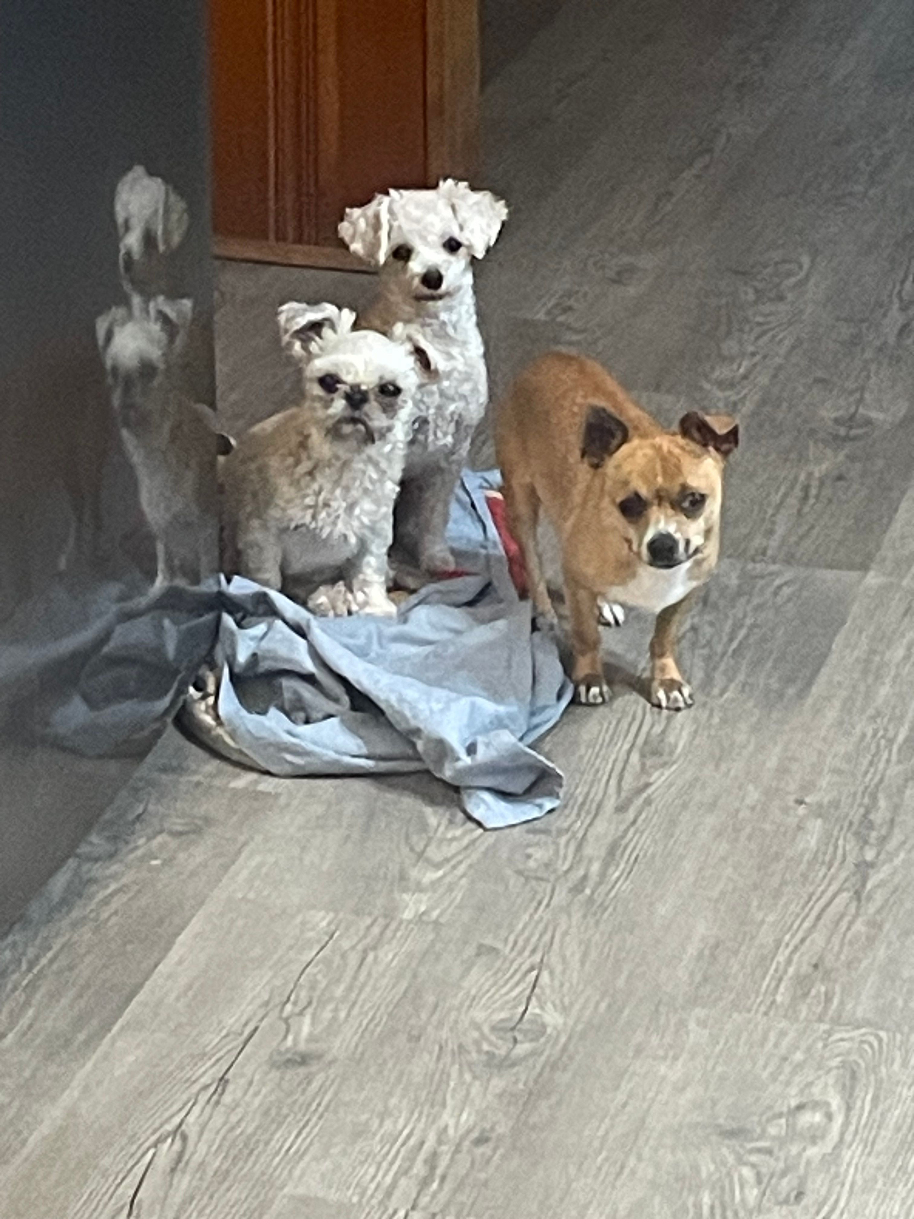 Poppy – Chihuahua puppy for sale in Carthage, TN