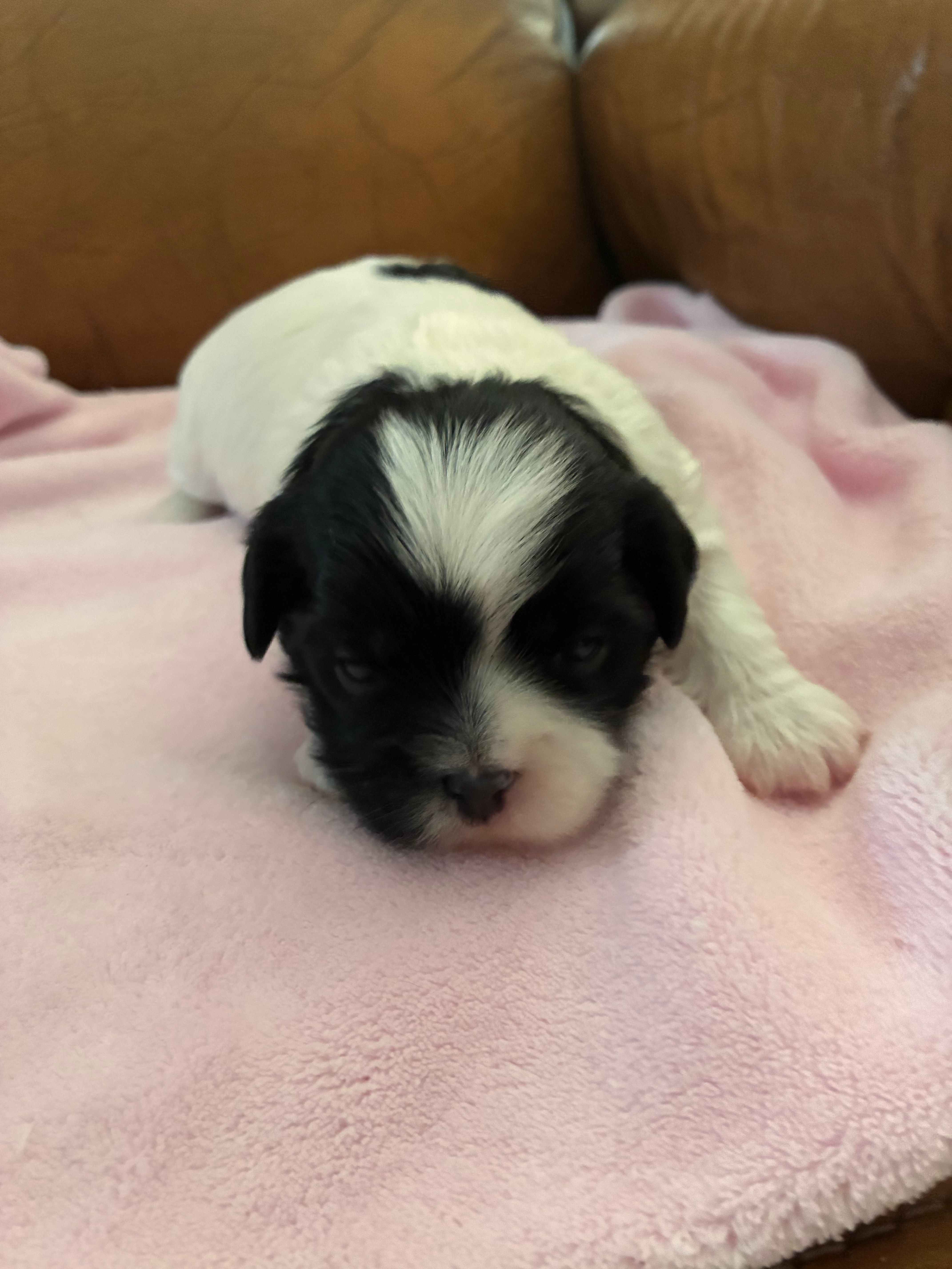 Konas girl – Cavapoo puppy for sale in Carthage, TN