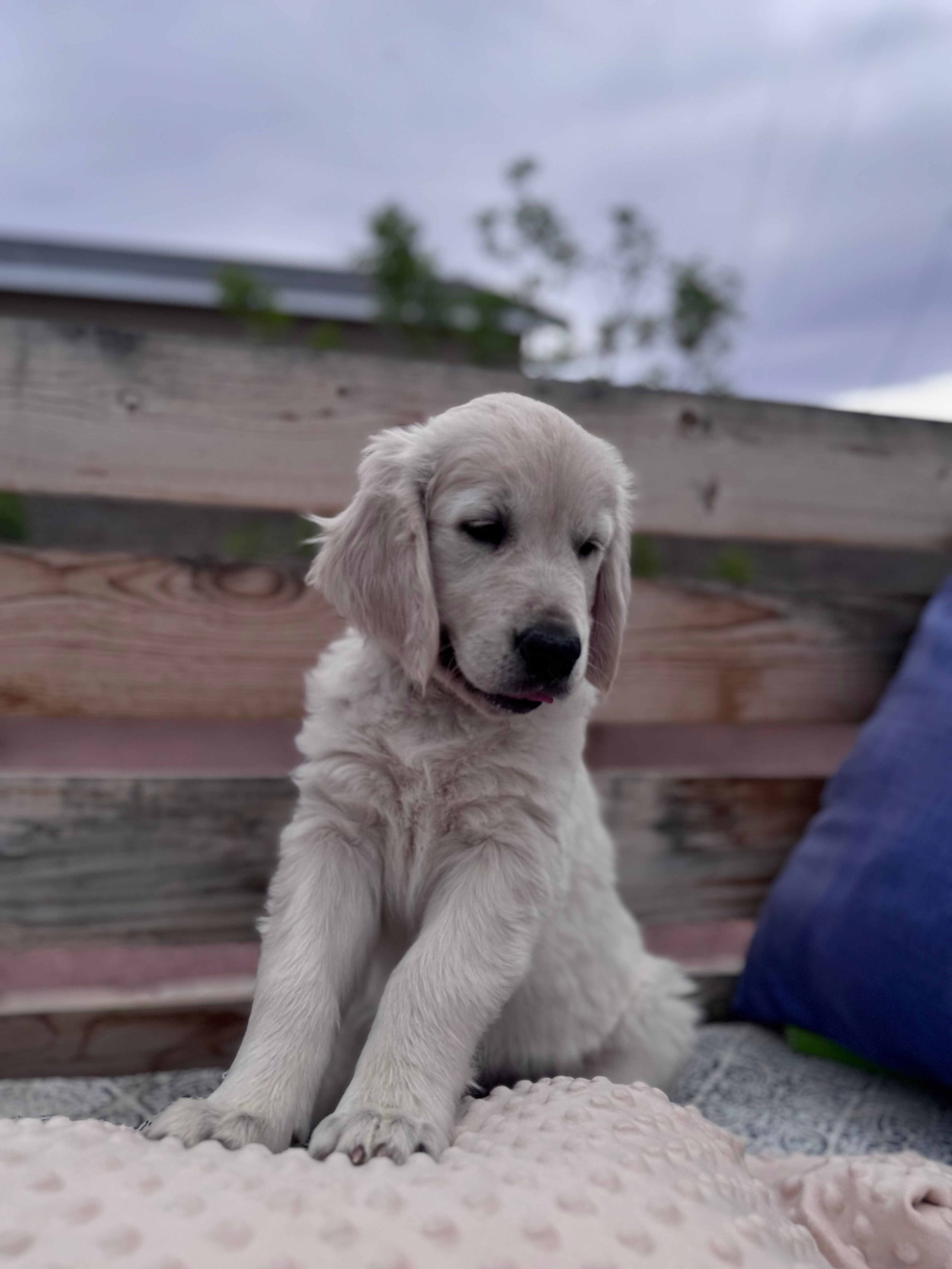 Marigold – Golden Retriever puppy for sale in Las Vegas, NV