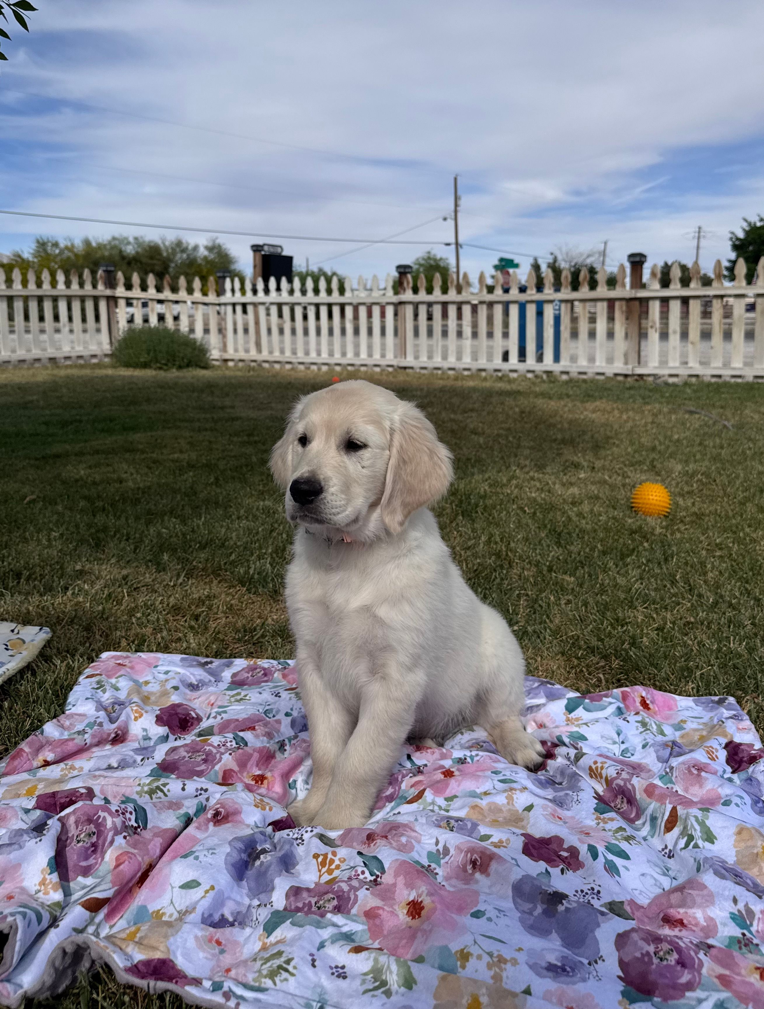 Dahlia – Golden Retriever puppy for sale in Las Vegas, NV