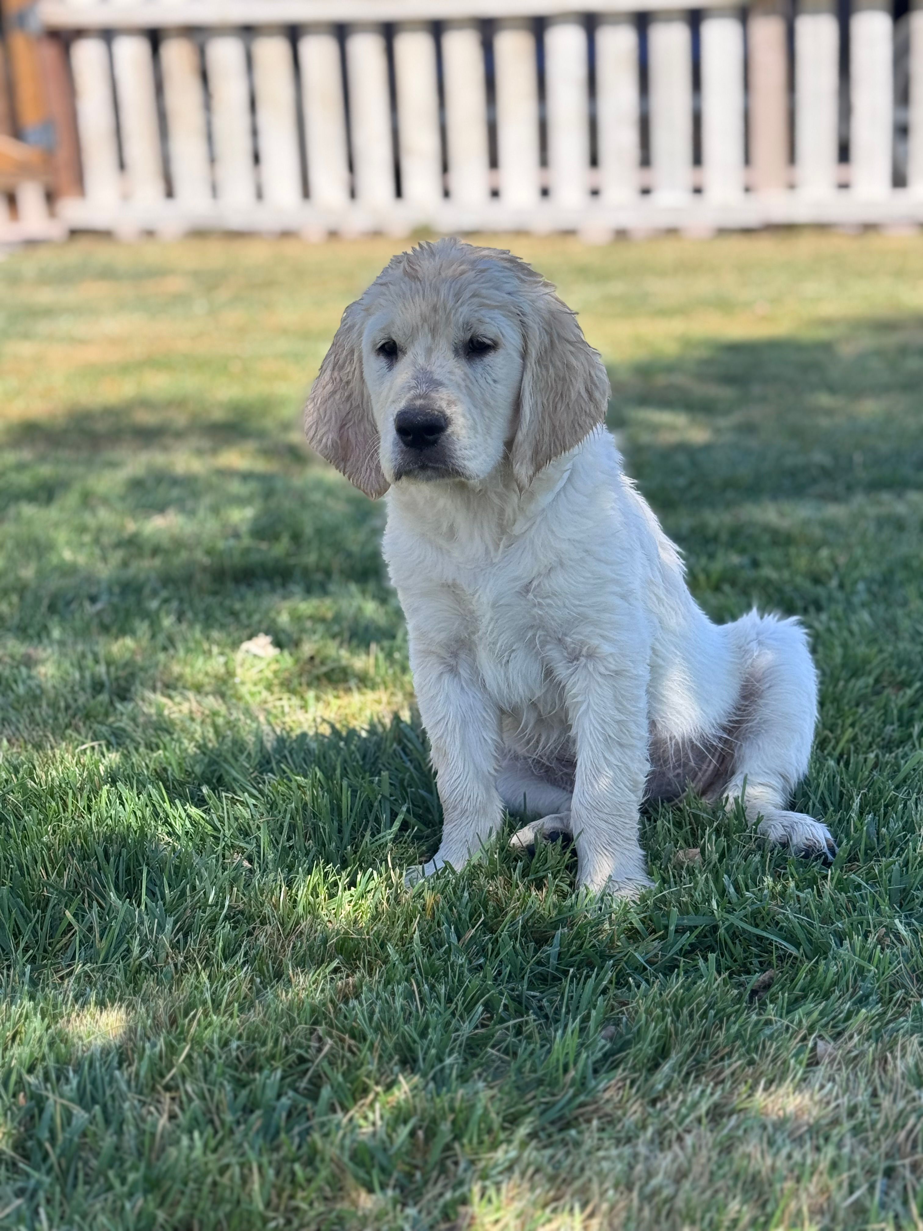 Dahlia – Golden Retriever puppy for sale in Las Vegas, NV