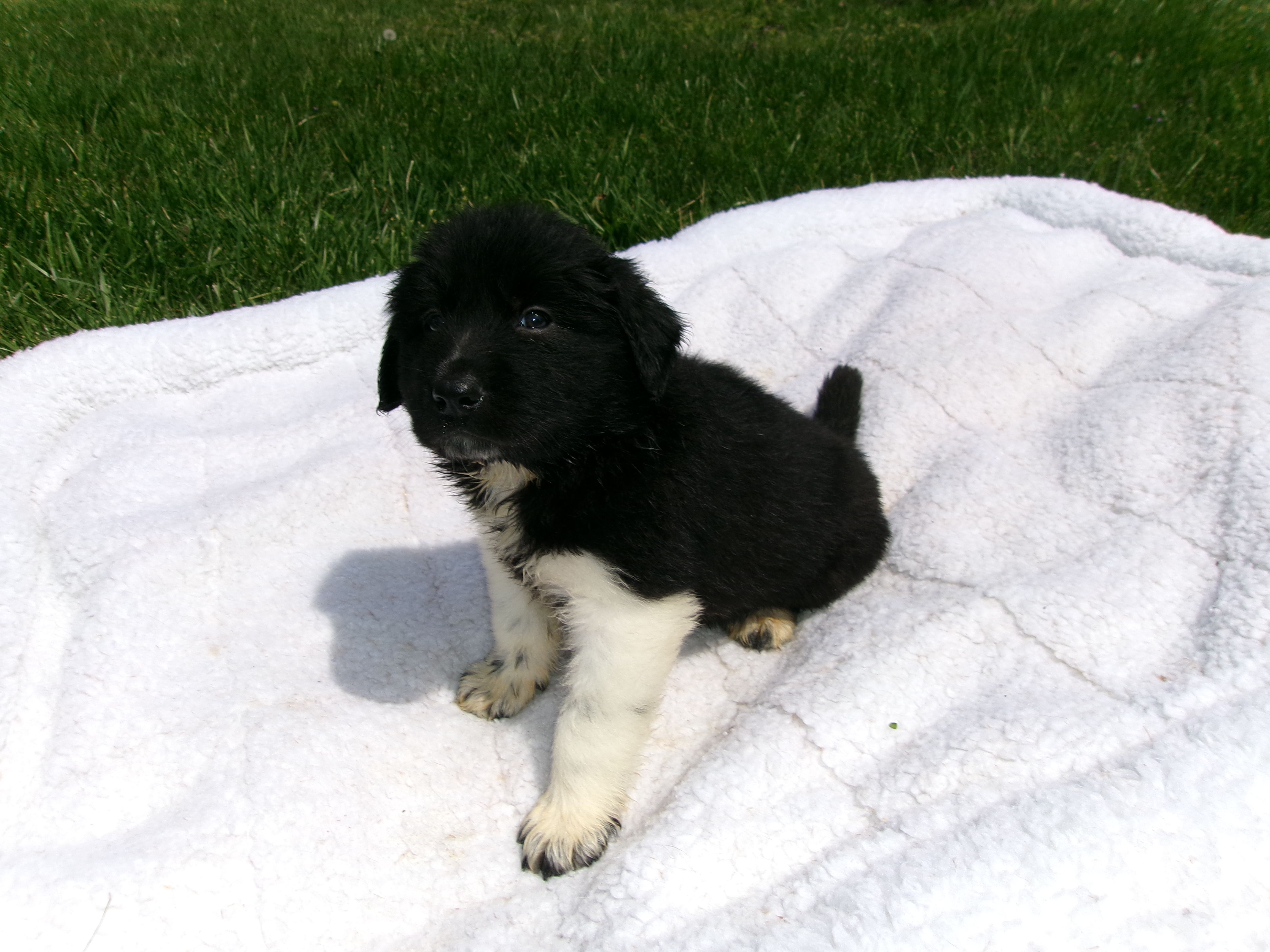 Layla – Great Pyrenees puppy for sale in Louisville, KY