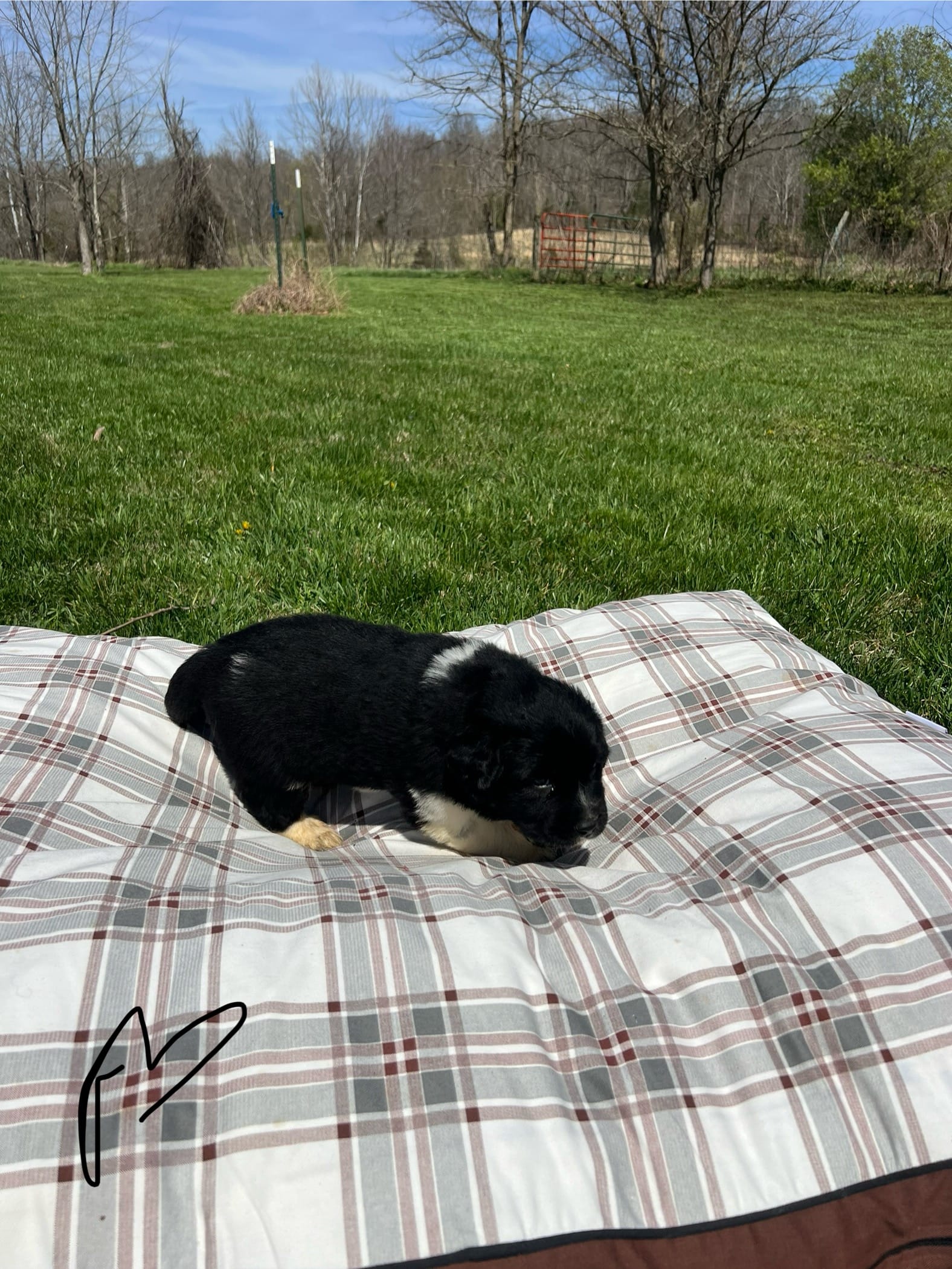 Shadow – Great Pyrenees puppy for sale in Louisville, KY
