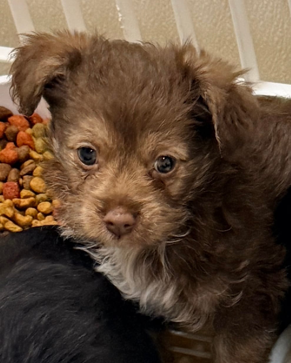 Lacie – Yorkipoo puppy for sale in Northport, AL