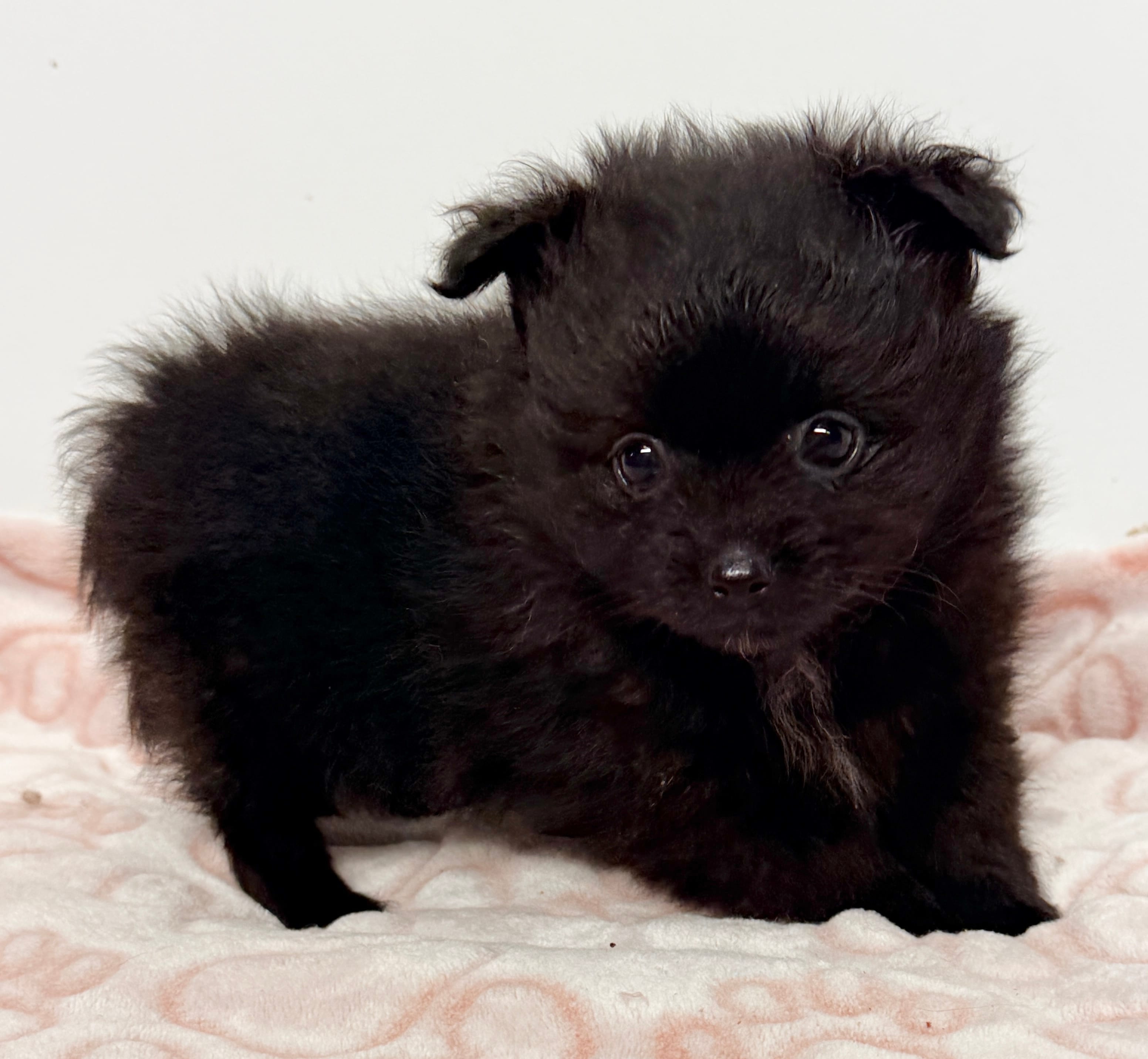 Dixie – Pomeranian puppy for sale in Northport, AL