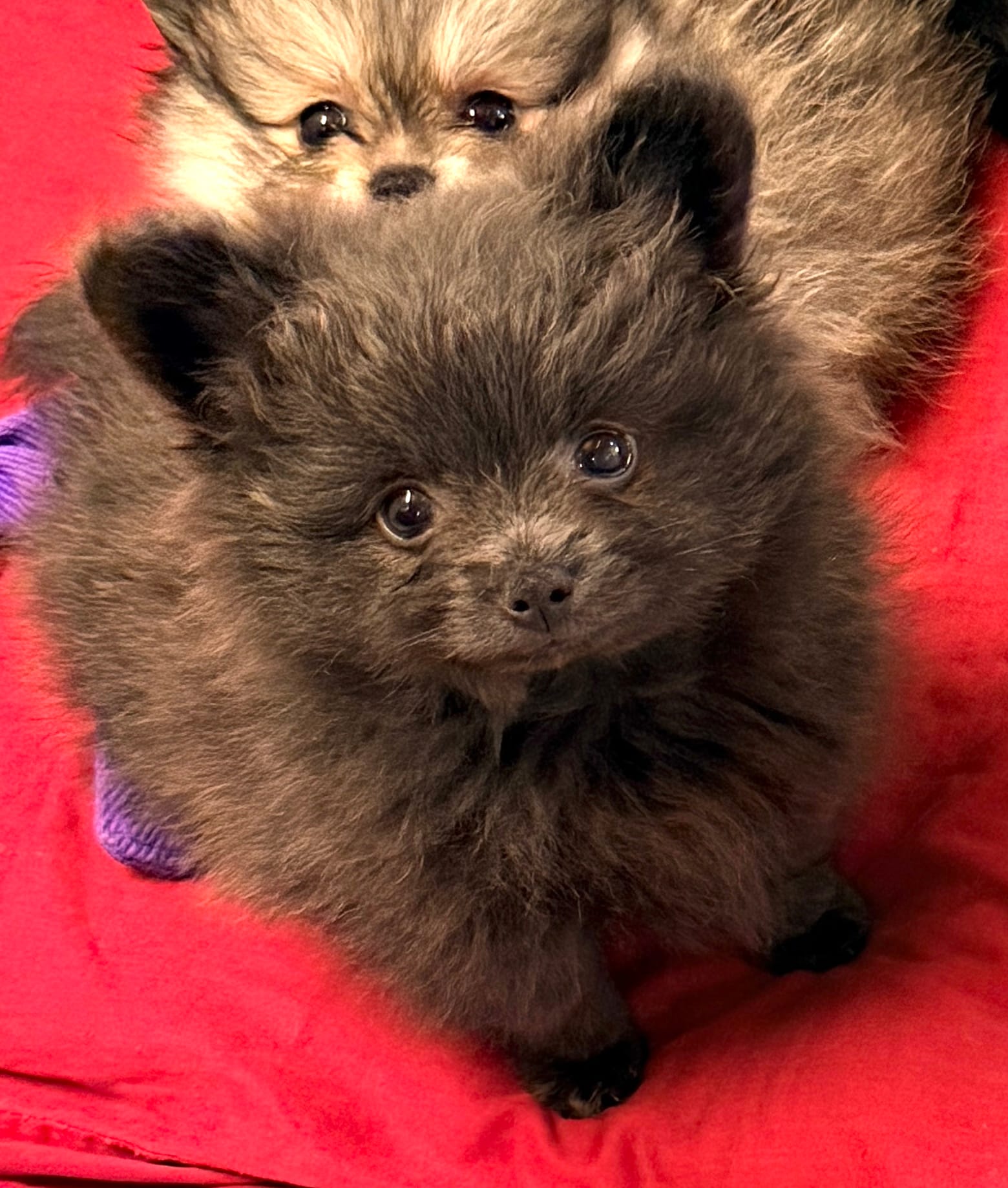 Bama – Pomeranian puppy for sale in Northport, AL