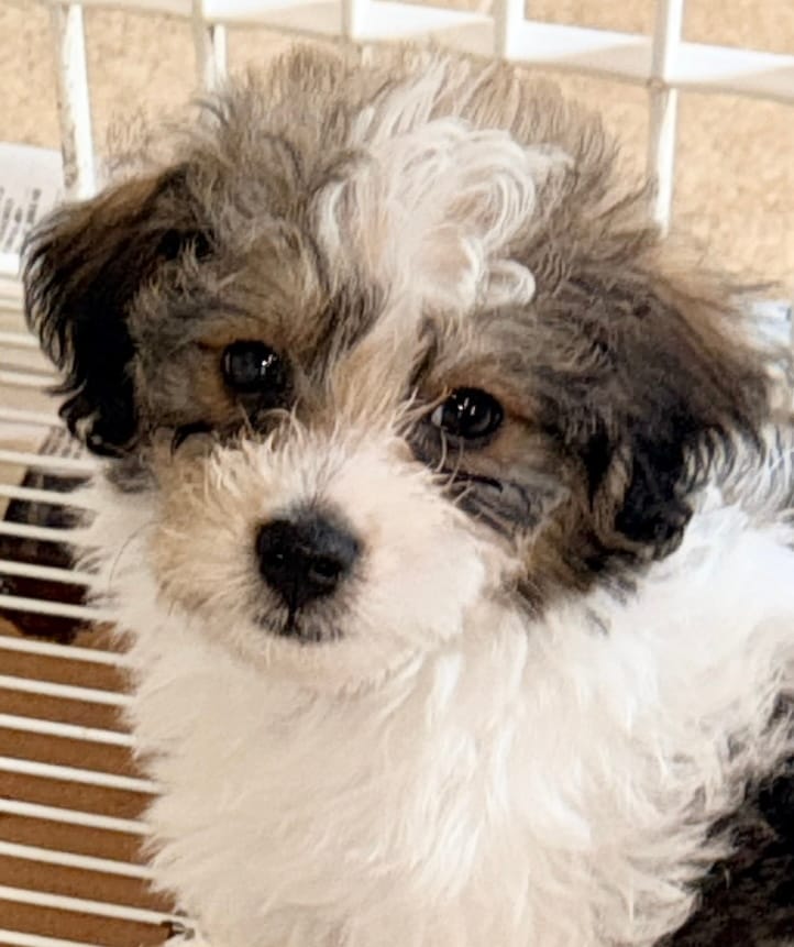 Milo – Morkie puppy for sale in Northport, AL