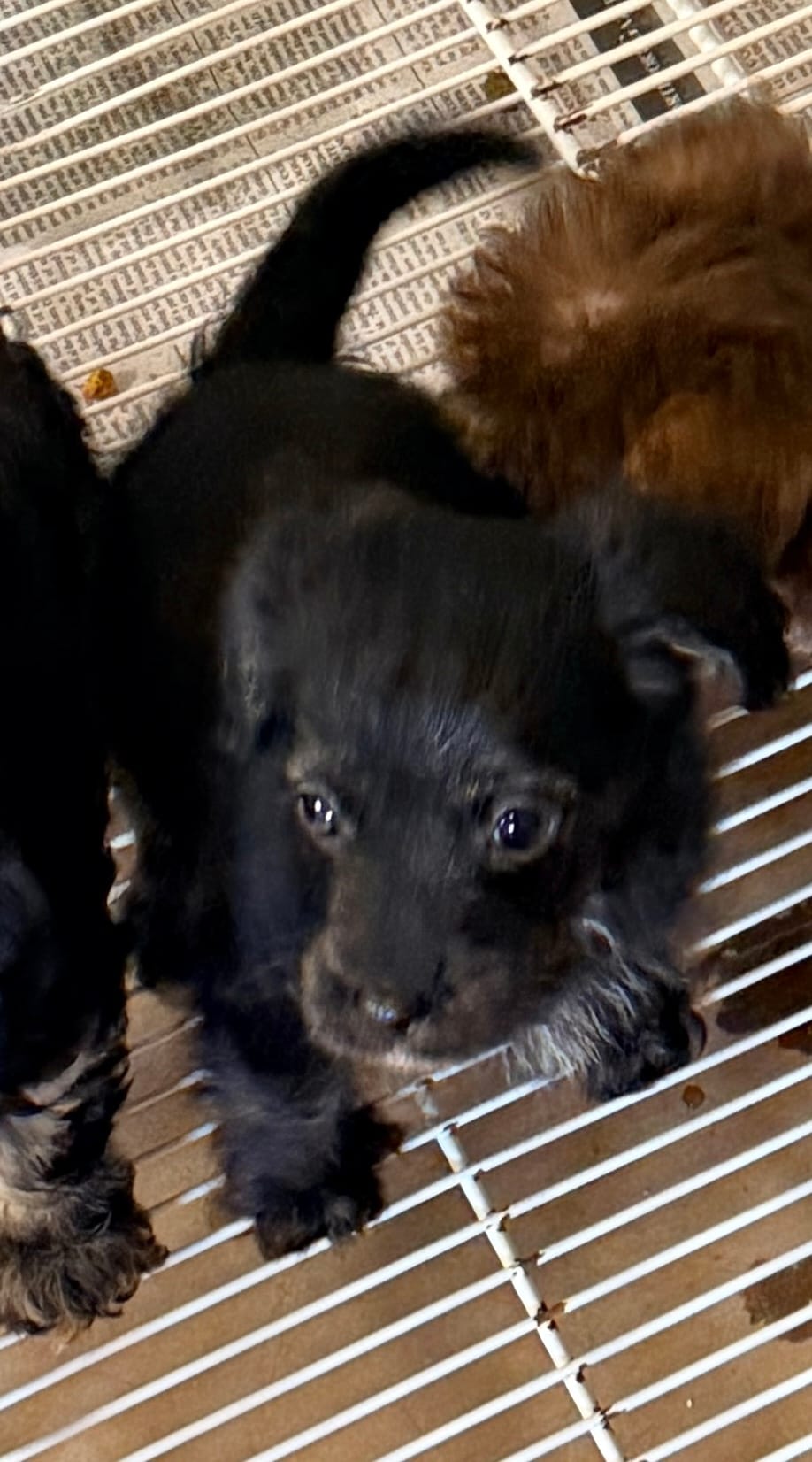 Saban – Yorkipoo puppy for sale in Northport, AL