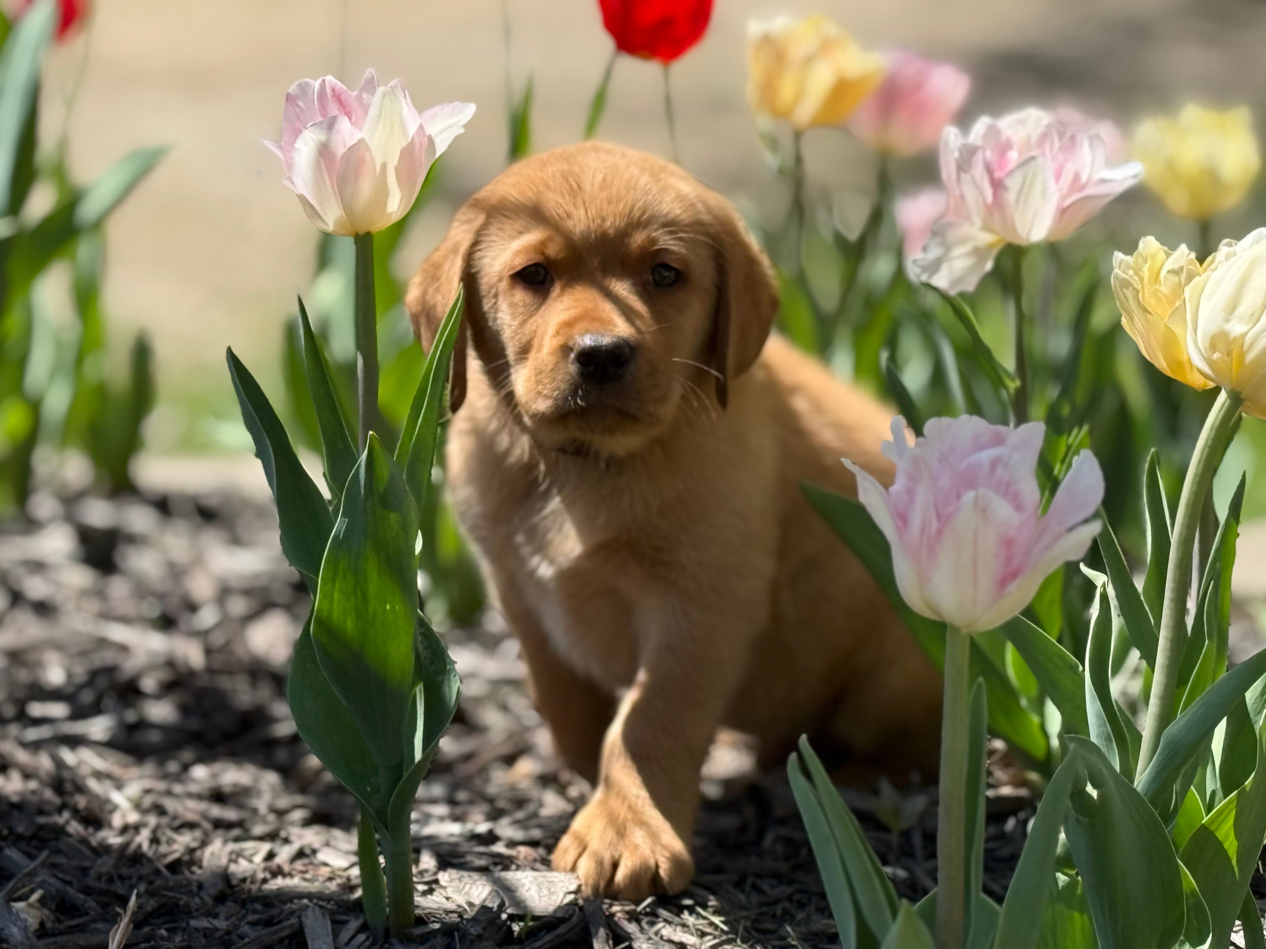 Walter - English Lab – Labrador Retriever puppy for sale in Luana, IA