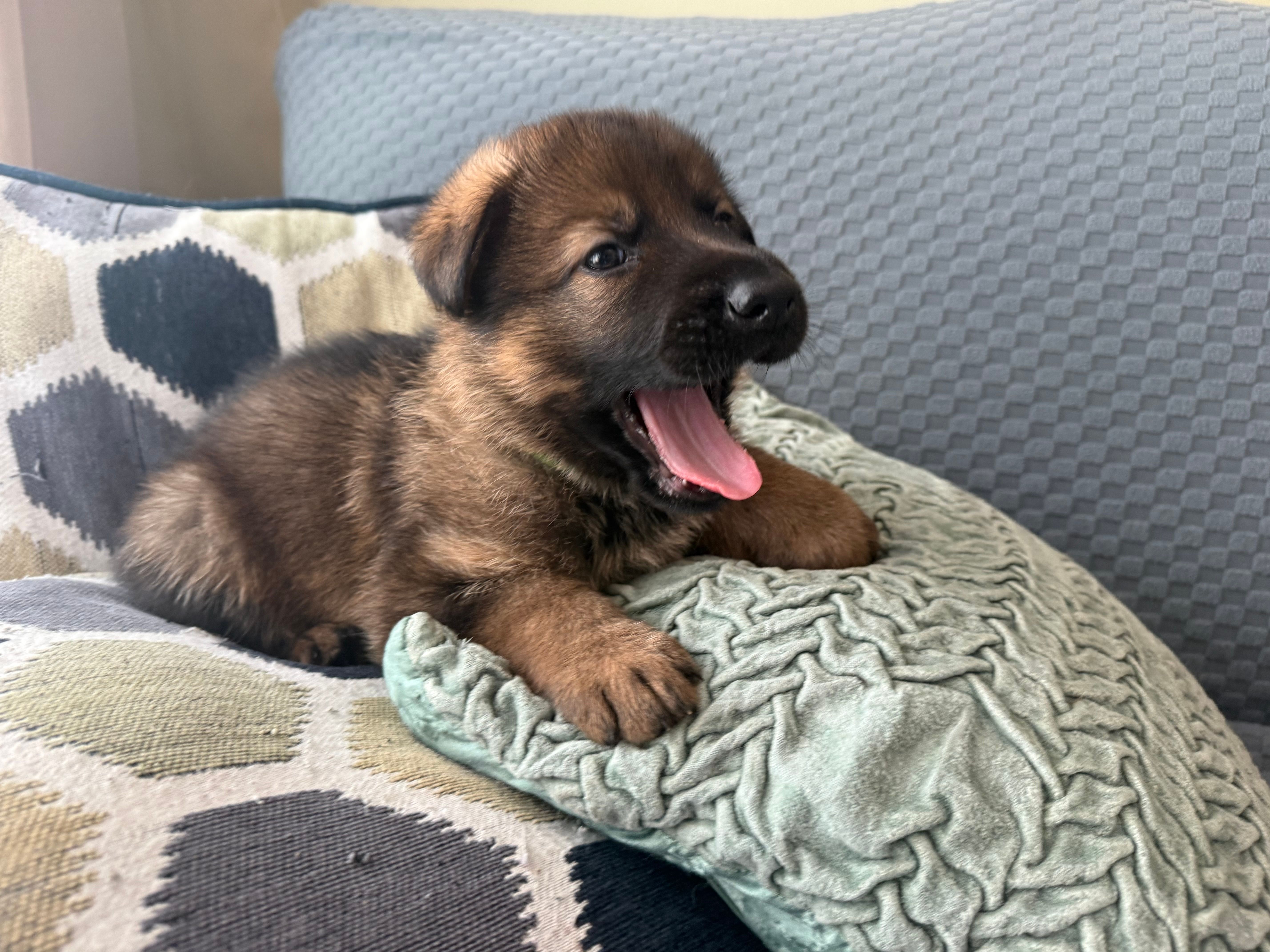 yellow – German Shepherd Dog puppy for sale in Doral, FL