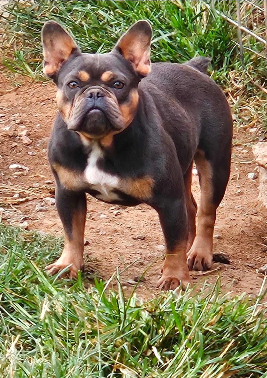 Brienne – French Bulldog puppy for sale in Troup, TX