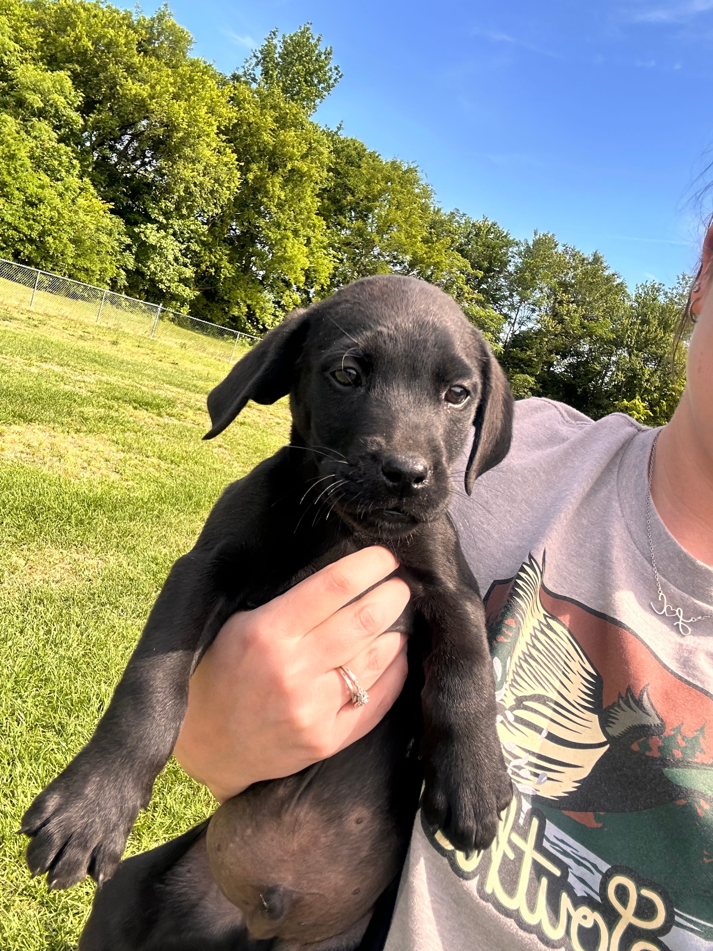 Red – Labrador Retriever puppy for sale in Bennettsville, SC