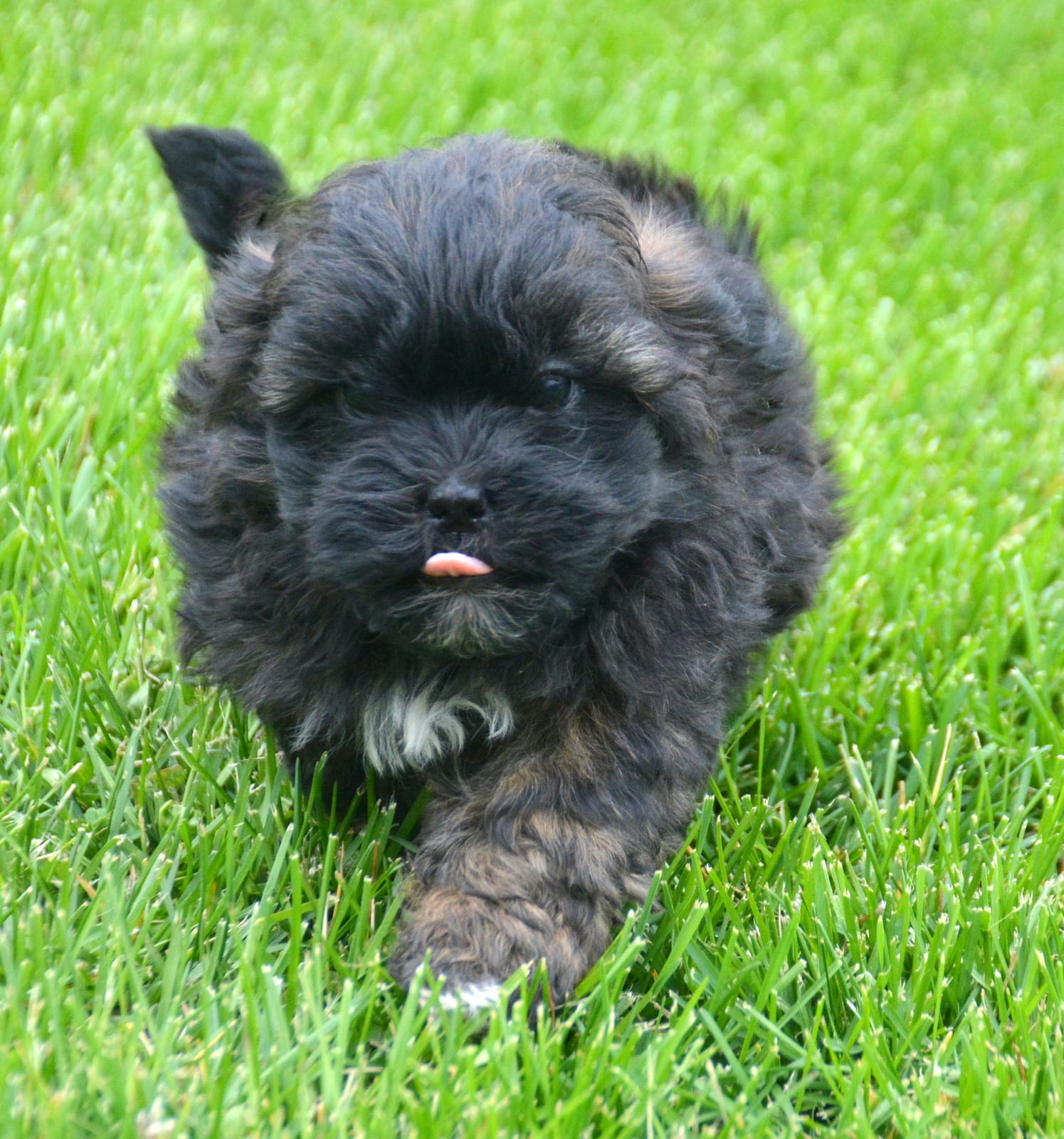Sal Shihpoo Ml 2-2 – Shihpoo puppy for sale in Kendallville, IN