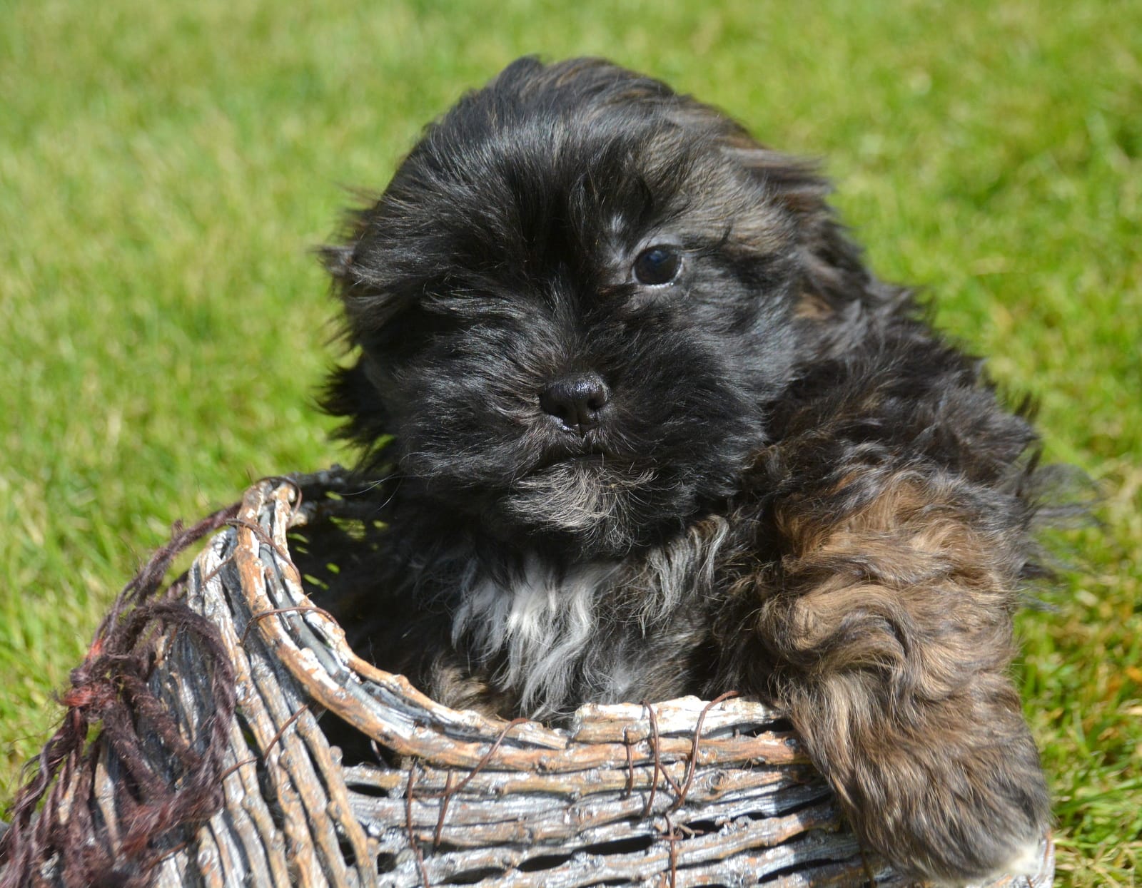 Sal Shihpoo Ml 2-2 – Shihpoo puppy for sale in Kendallville, IN