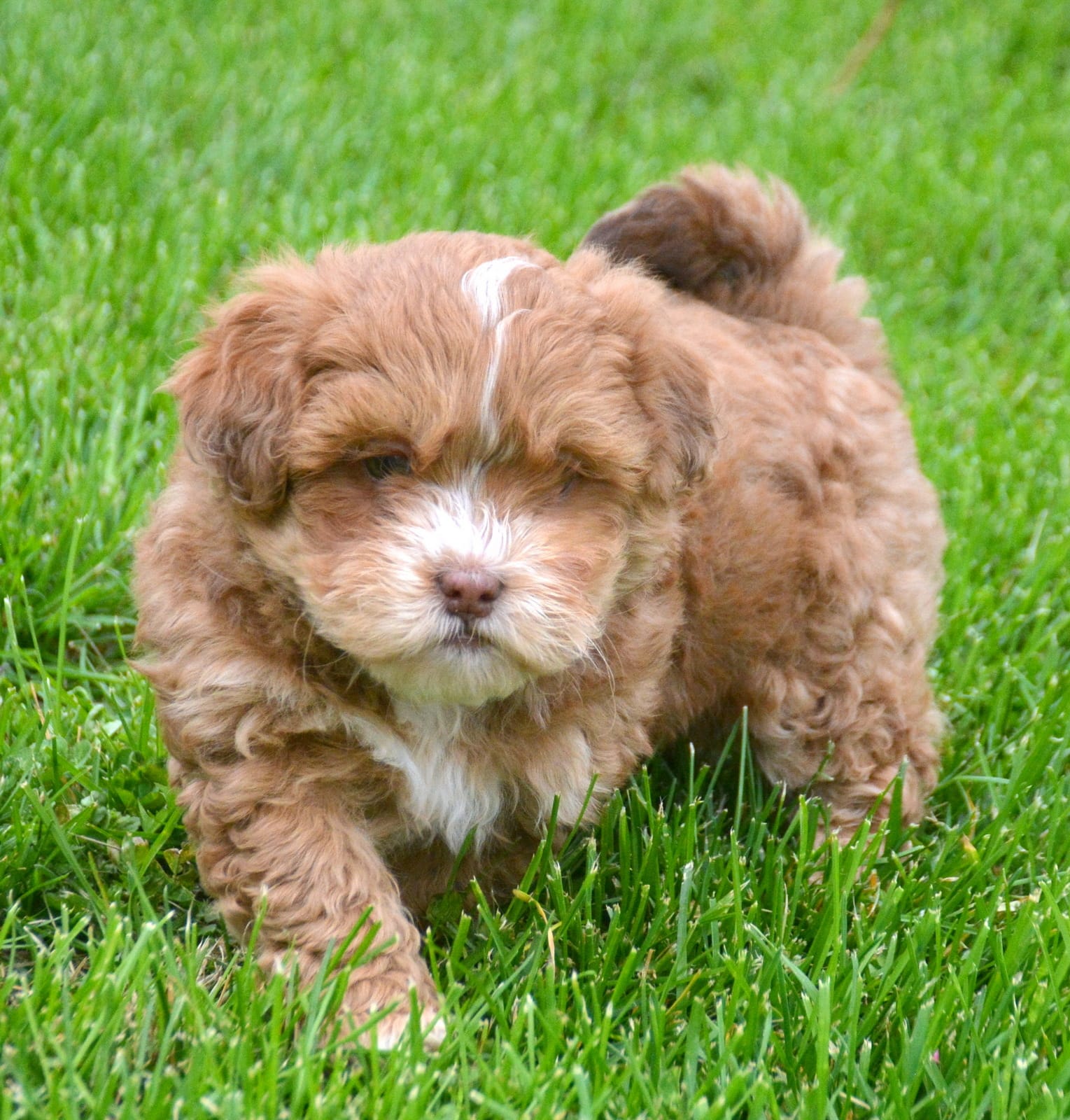 Sam Shihpoo ML 2-1 – Shihpoo puppy for sale in Kendallville, IN
