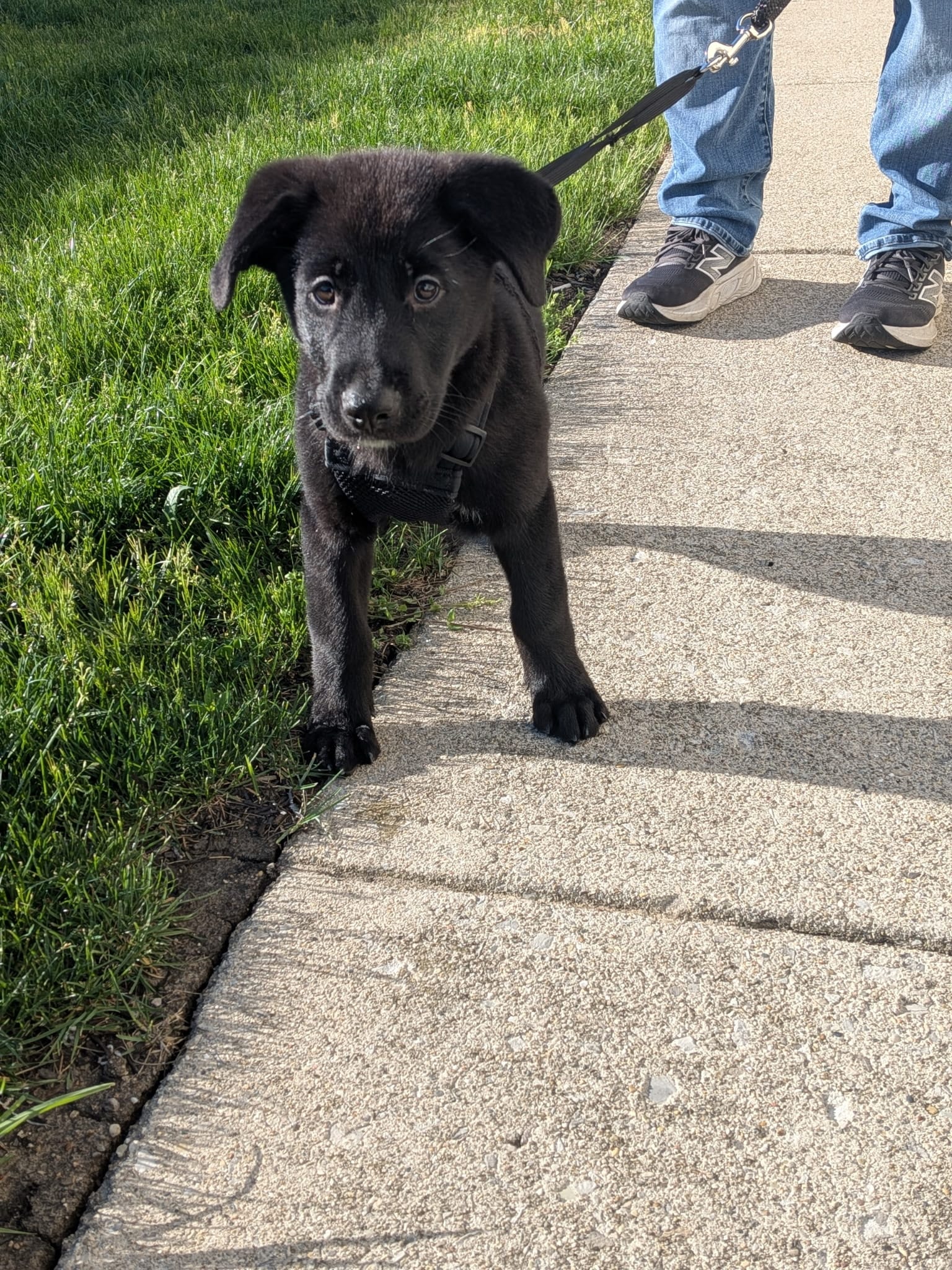 Stanford – Border Collie, German Shepherd Dog puppy for sale in Cuyahoga Falls, OH
