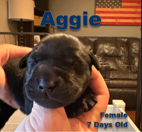 Aggie
