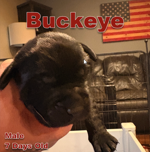 Buckeye