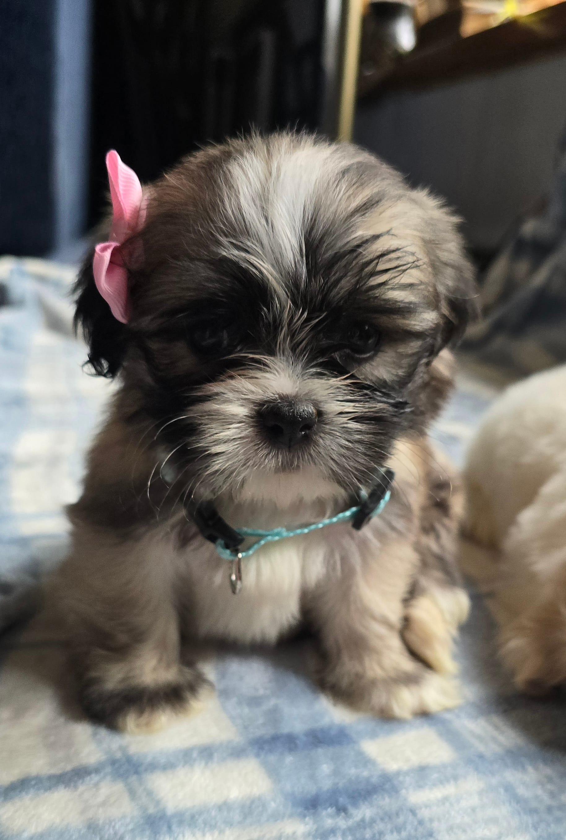 Phoebe – Lhasa Apso puppy for sale in Canal Fulton, OH