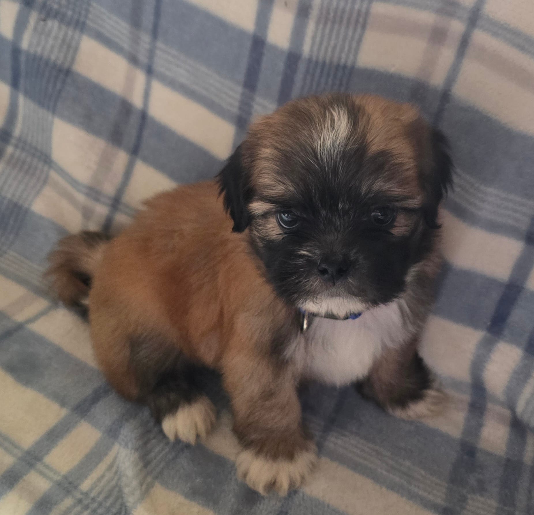 Koda  – Lhasa Apso puppy for sale in Canal Fulton, OH
