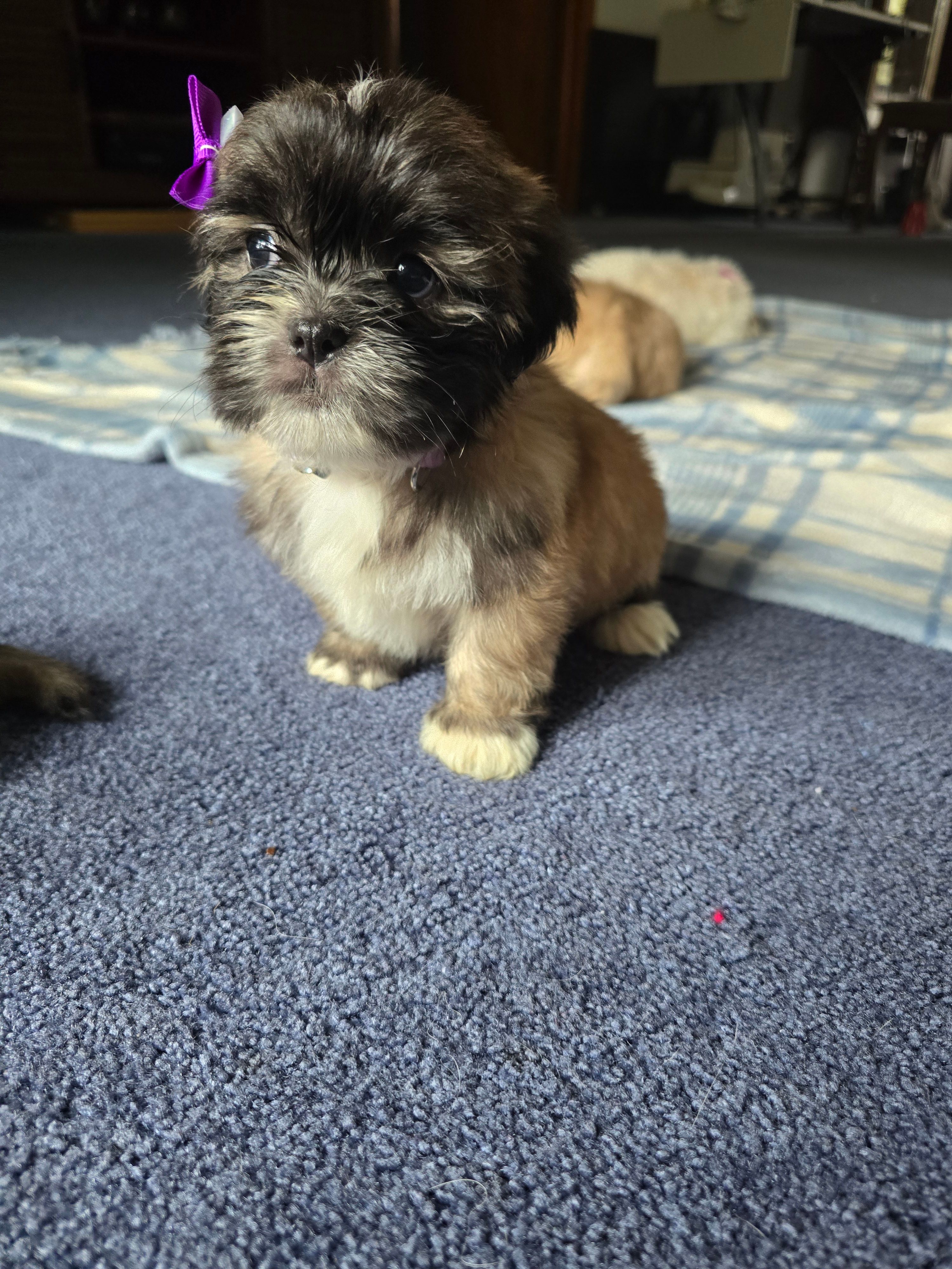 Lyla – Lhasa Apso puppy for sale in Canal Fulton, OH