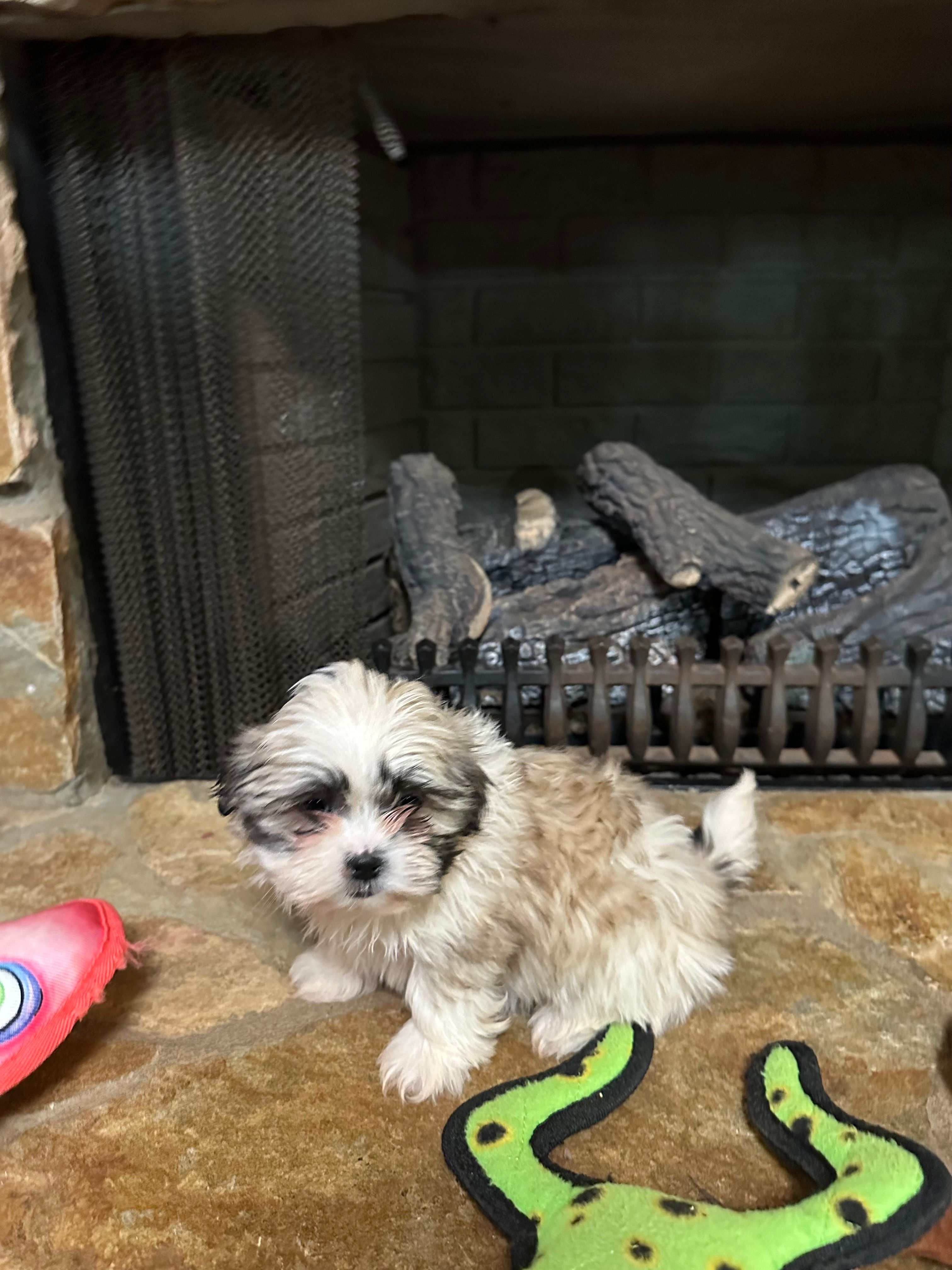 Kelsey – Shih Tzu puppy for sale in Hickory, NC