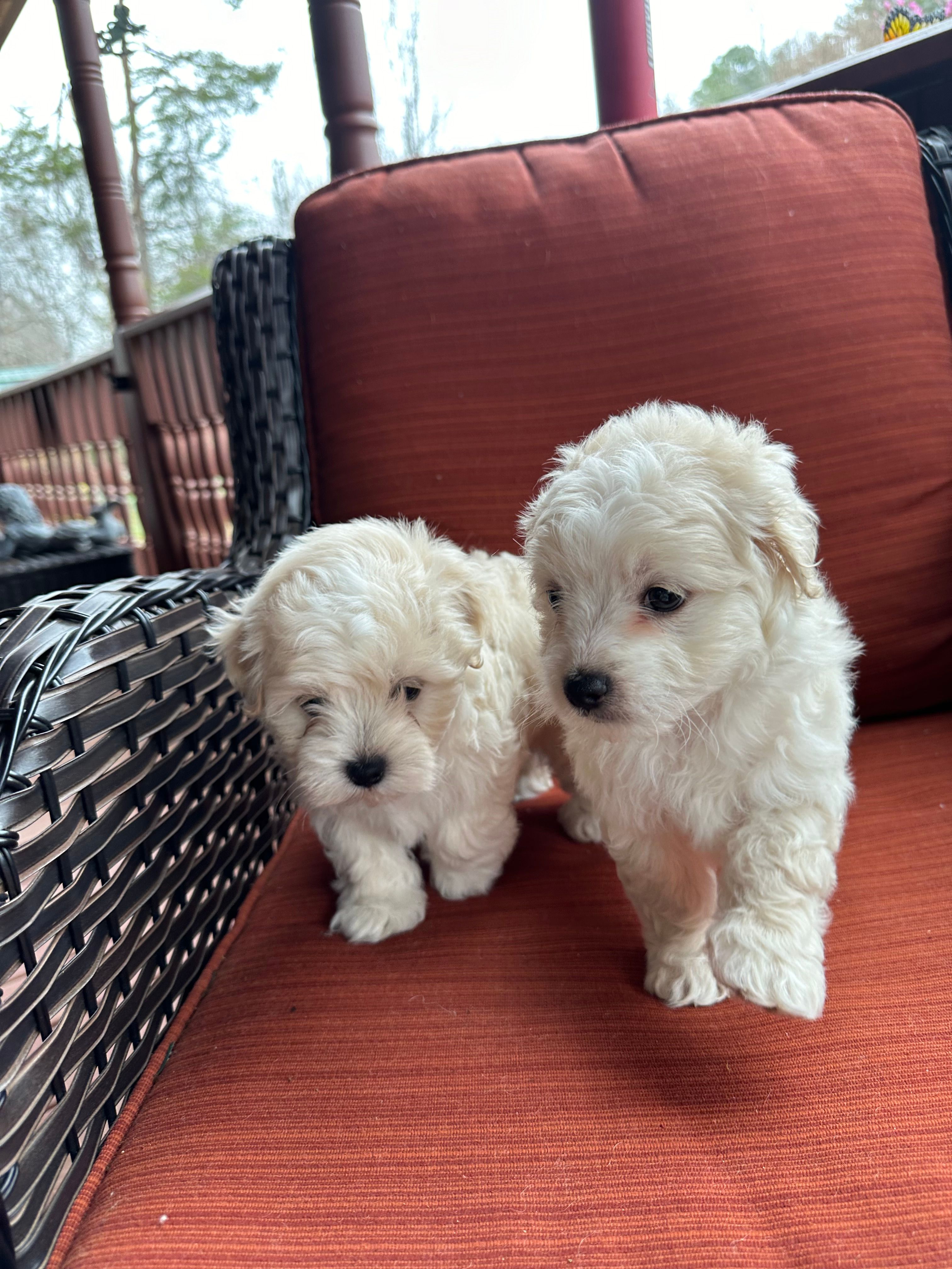 Murph – Maltese puppy for sale in Hickory, NC