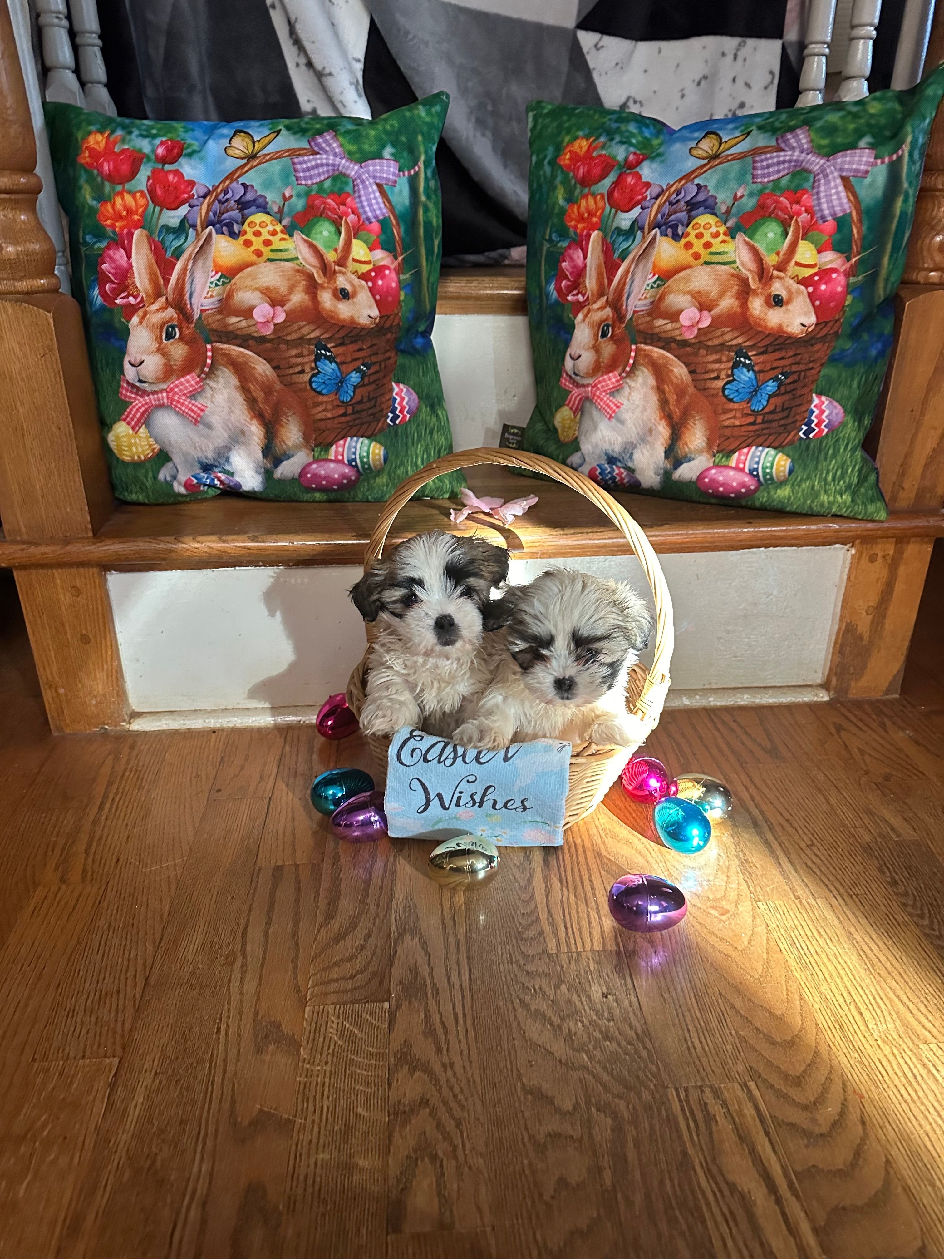 Maizlee  – Shih Tzu puppy for sale in Hickory, NC