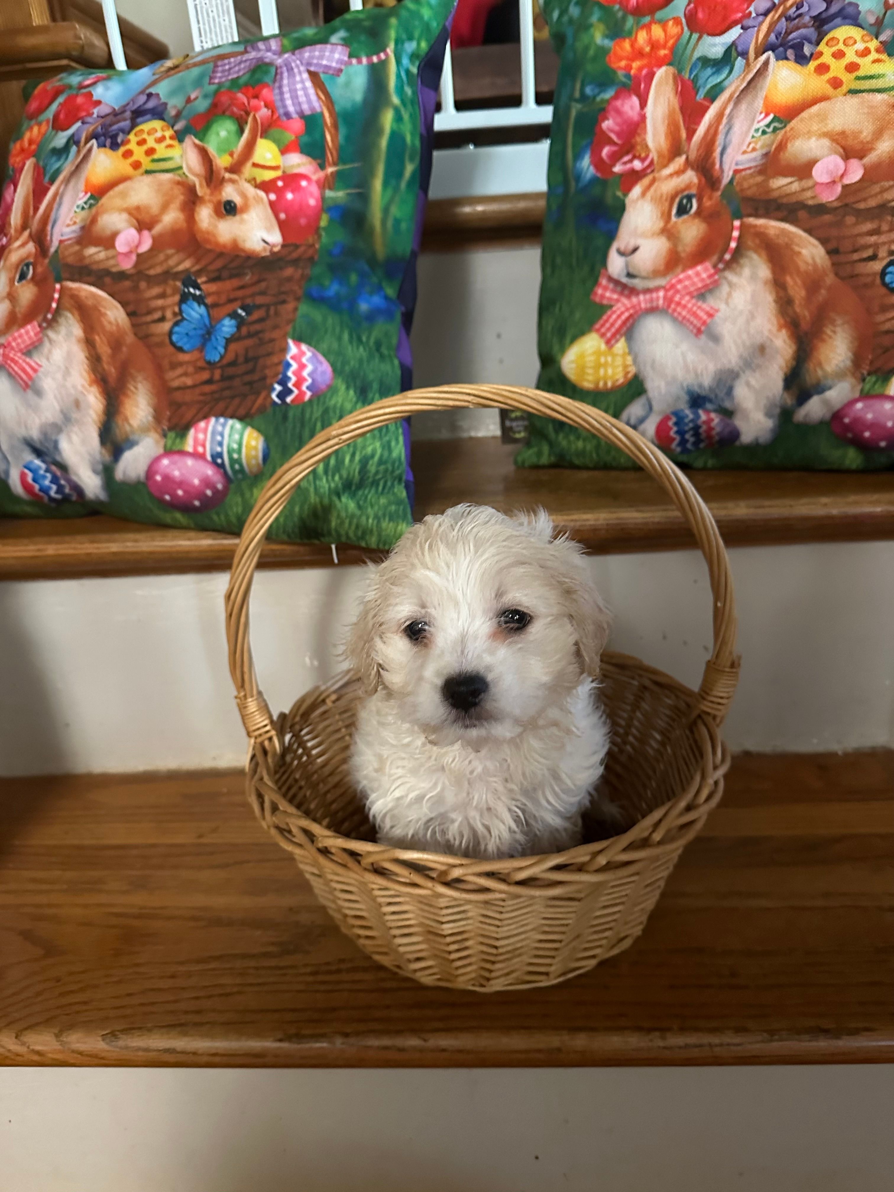 Murph – Maltese puppy for sale in Hickory, NC