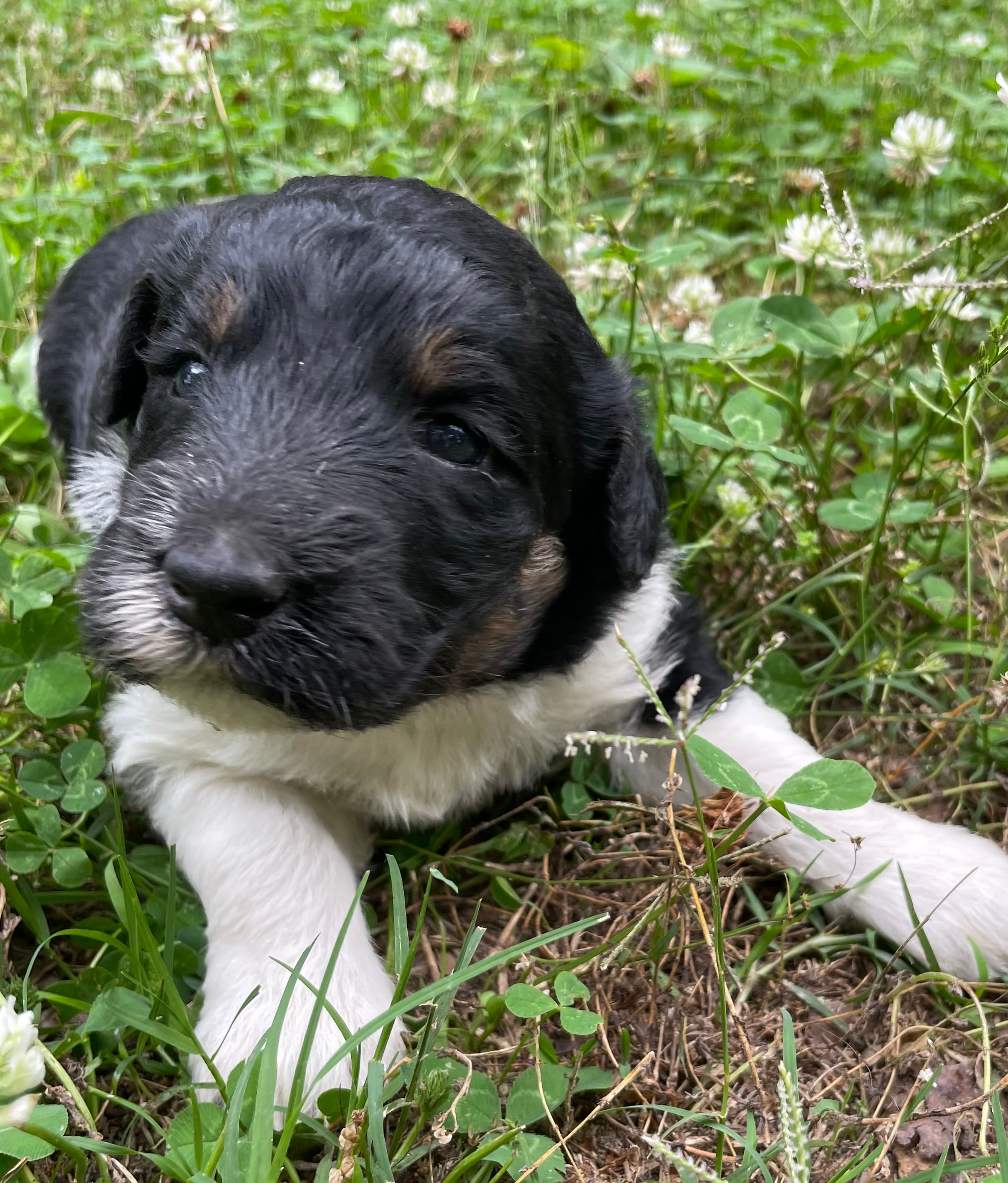 Dolly – Aussiedoodle puppy for sale in Malvern, AR