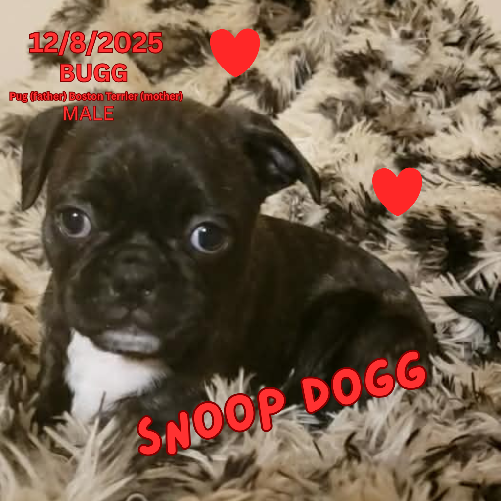 Snoop Dogg – Boston Terrier, Pug puppy for sale in Peoria, IL